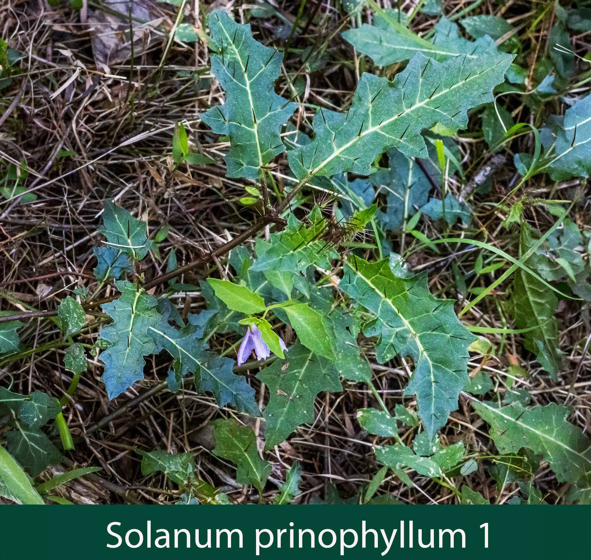 Solanum prinophyllum 1    Forest nightshade.jpg