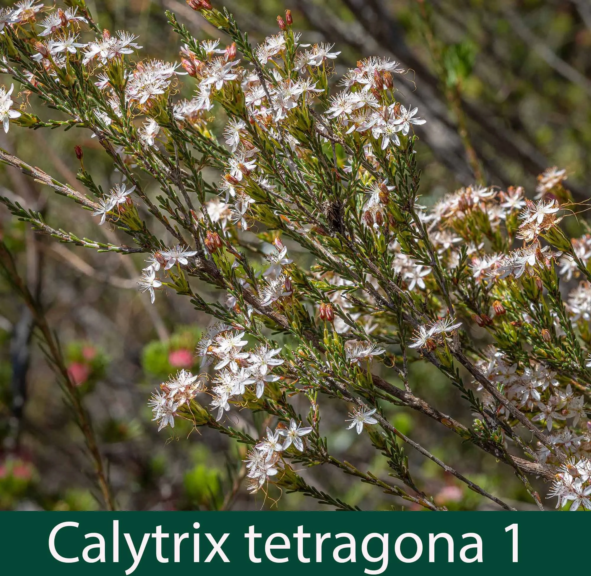 Calytrix tetragona 1_.jpg