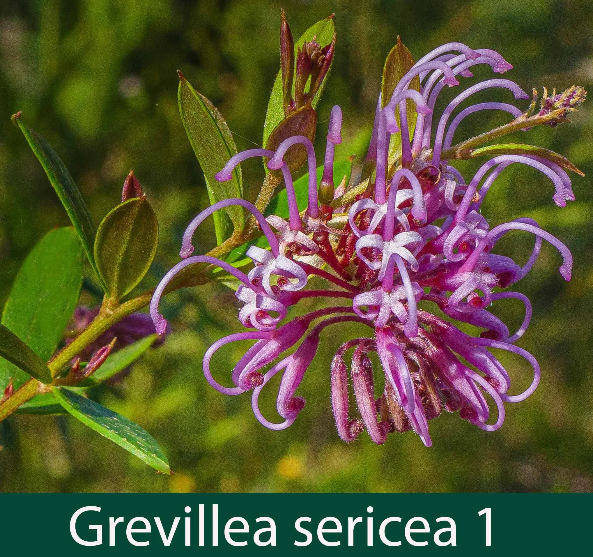 Grevillea sericea 1_.jpg