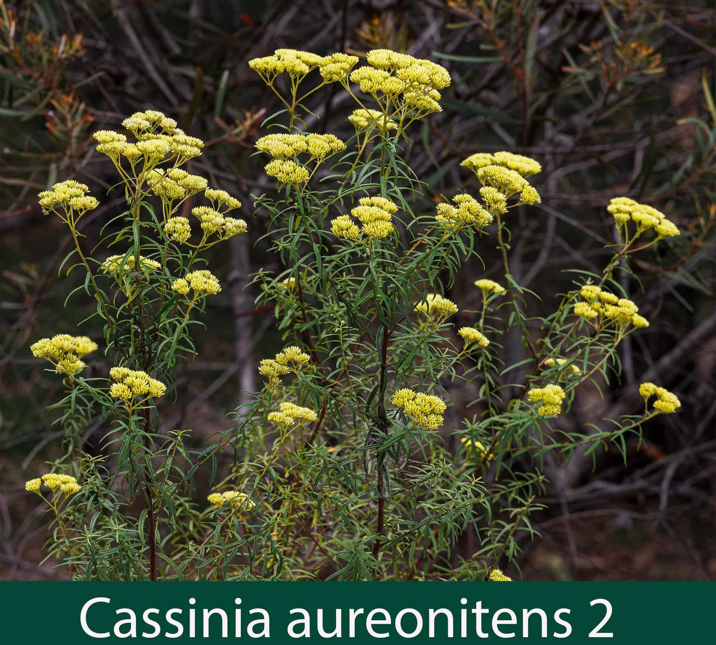 Cassinia aureonitens 2   Yellow Cassinia.jpg