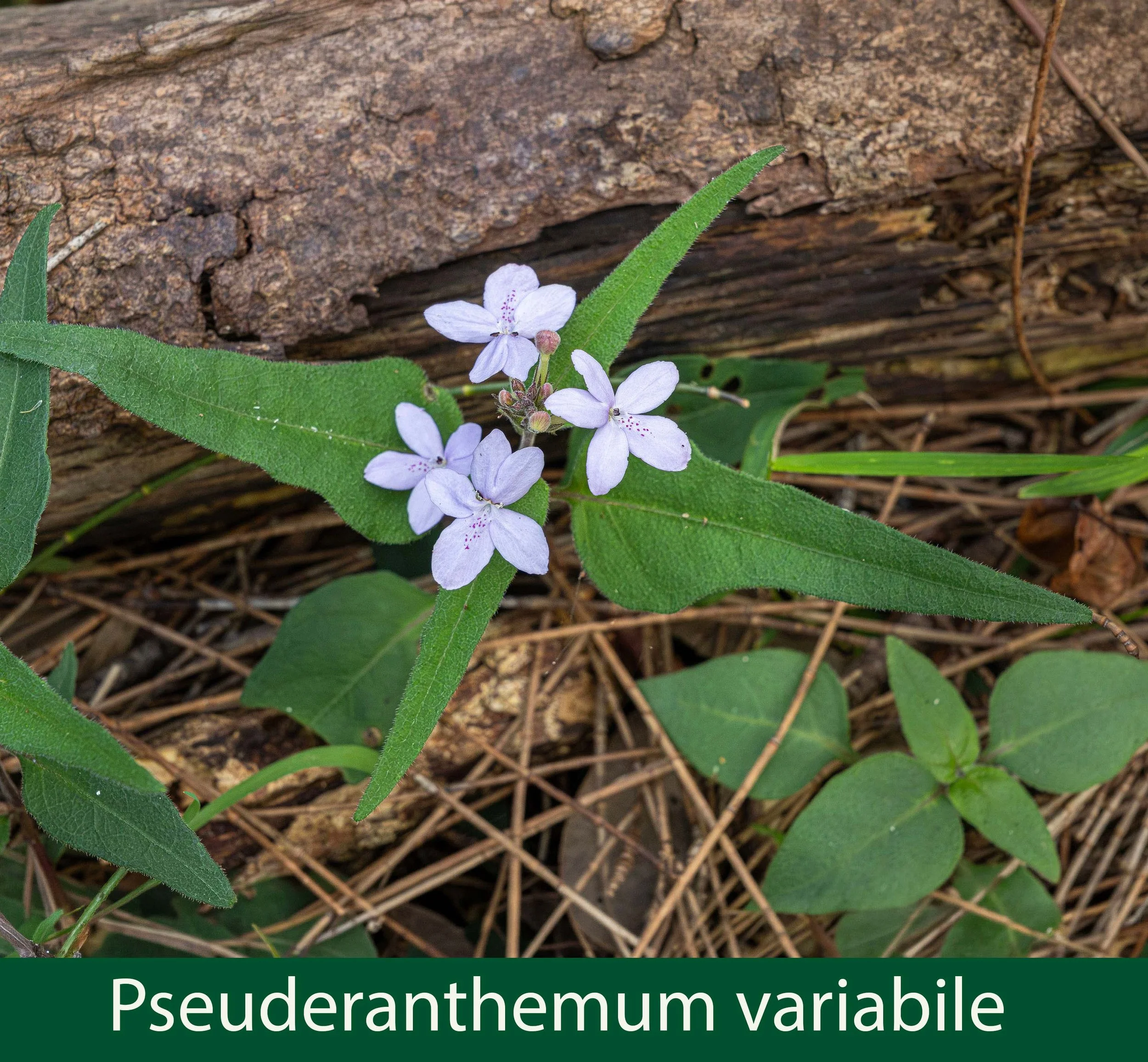 Psuderanthemum variabile-a- Love Flower--261A4671 copy.jpg
