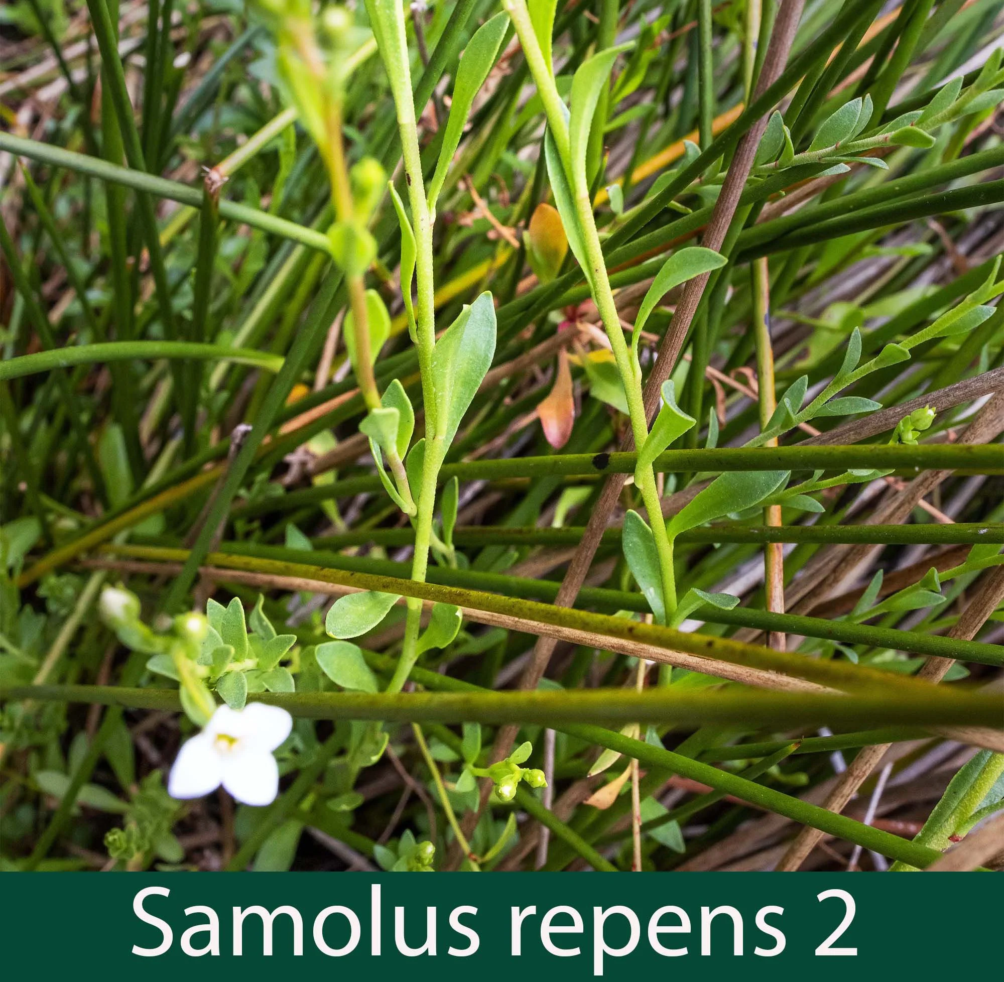 Samolus repens 2_.jpg