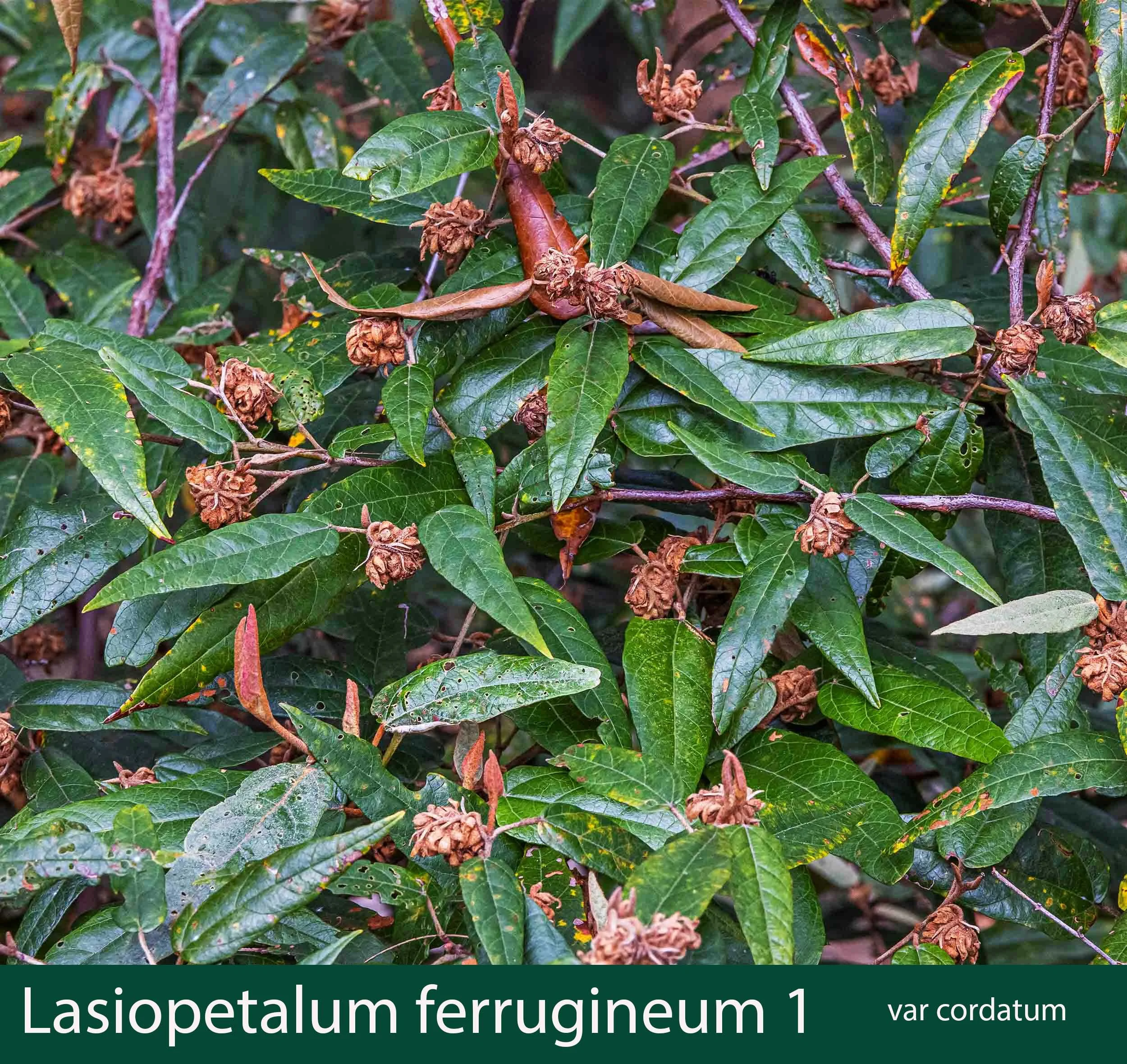 Lasiopetalum ferrugineum var cordatum 1_.jpg