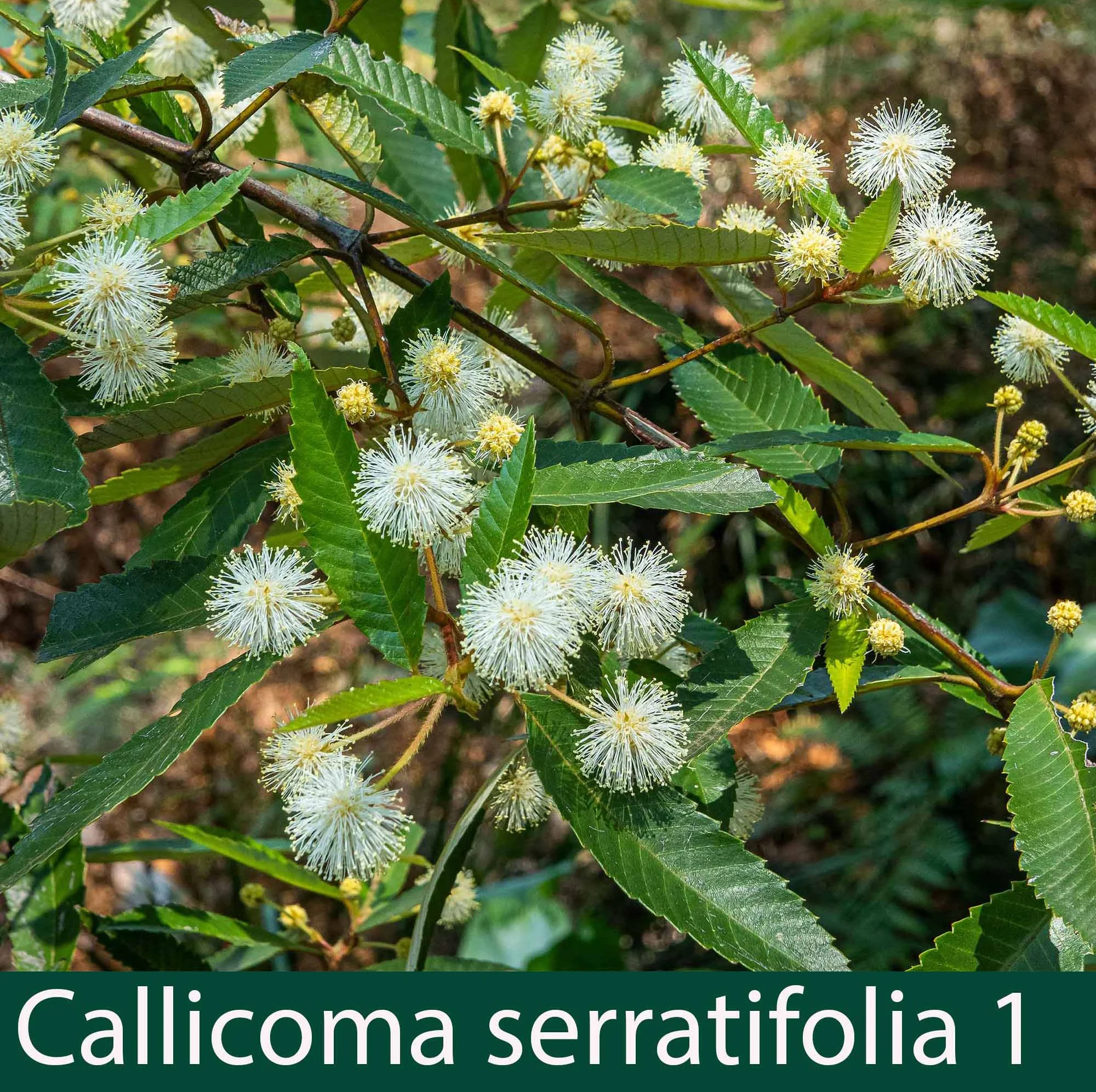 Callicoma serratifolia 1_.jpg