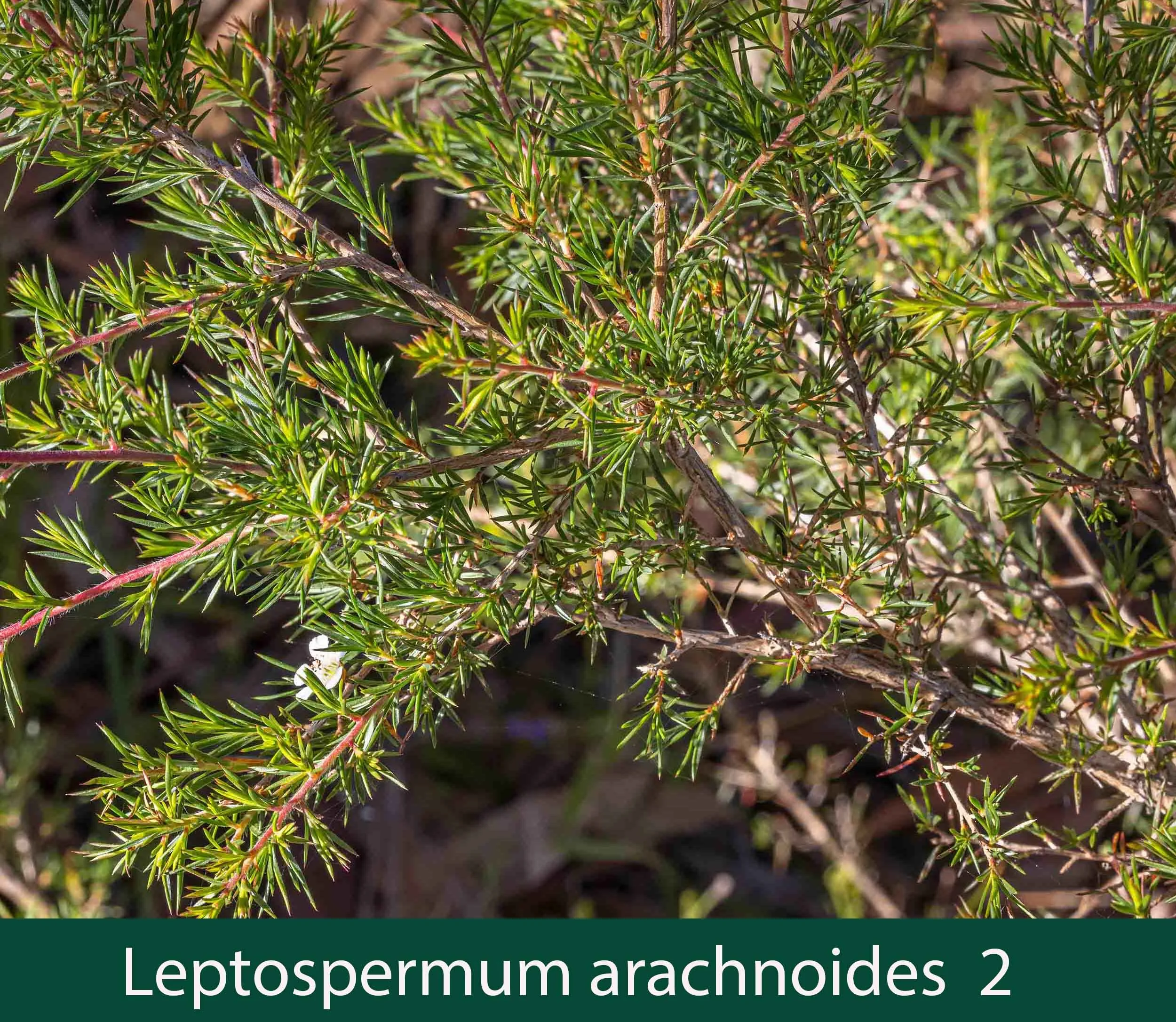 Leptospermum arachnoides 2_.jpg