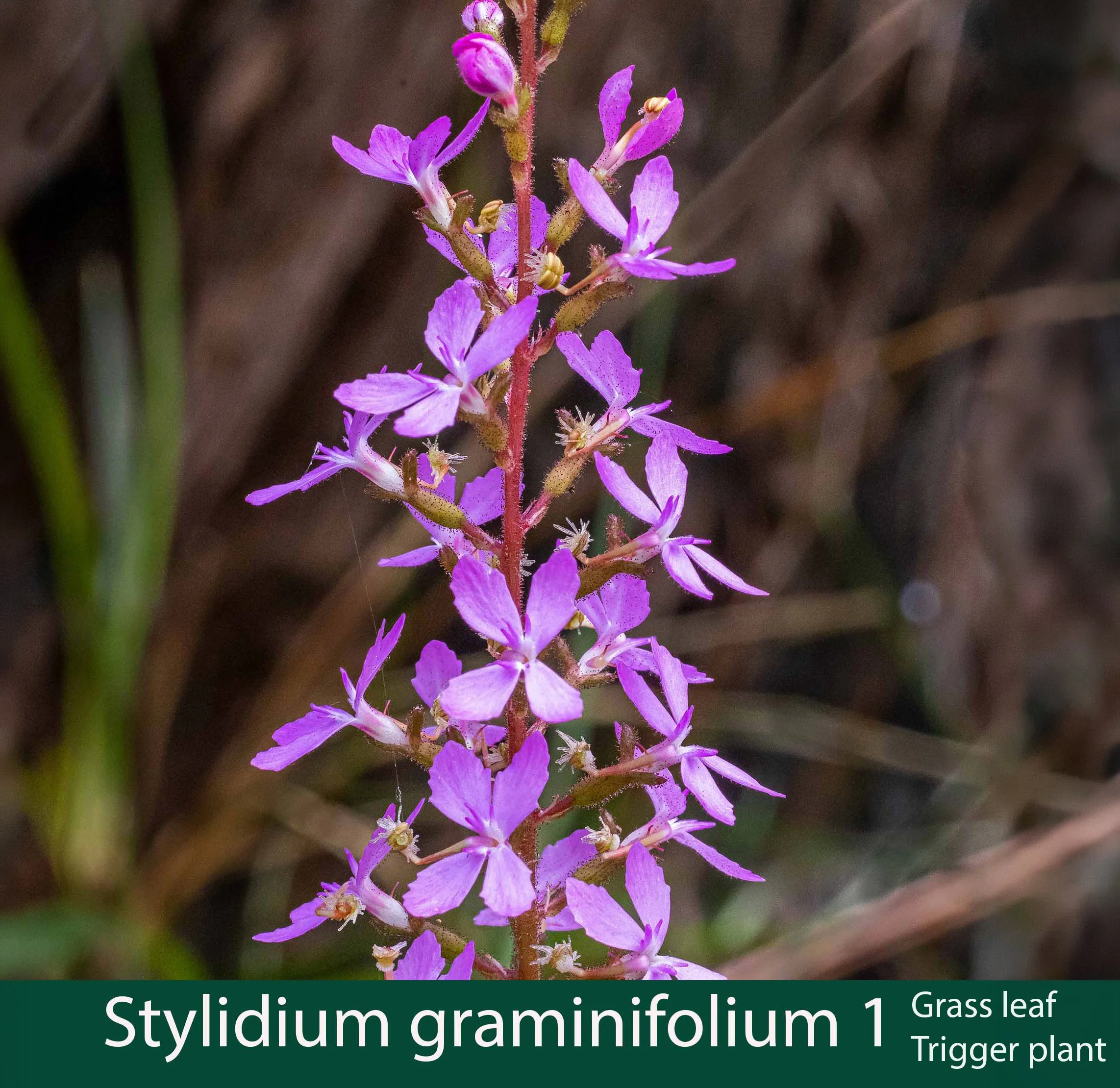 Stylidium graminifolium 1_.jpg