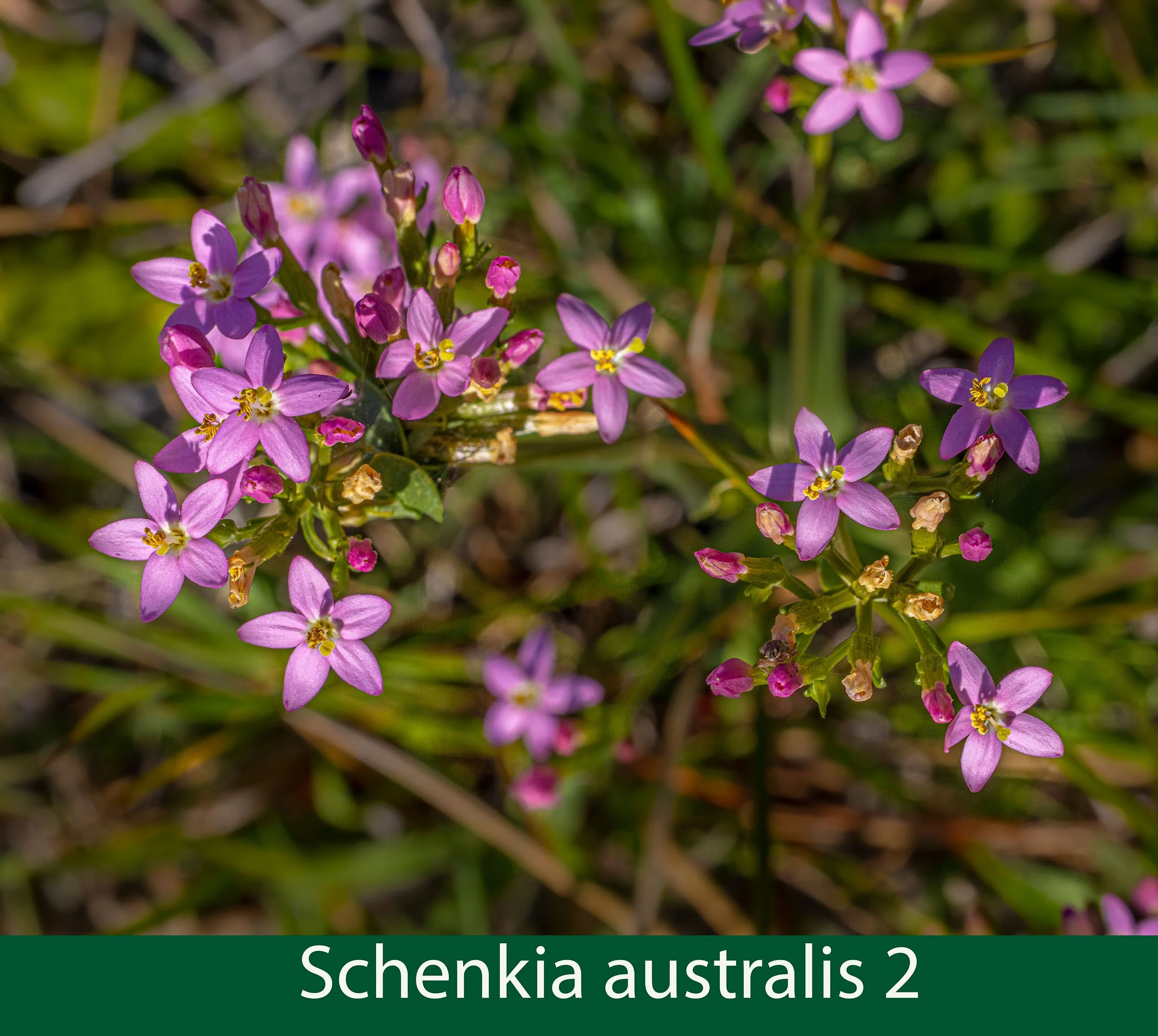 Schenkia australis 2-_.jpg