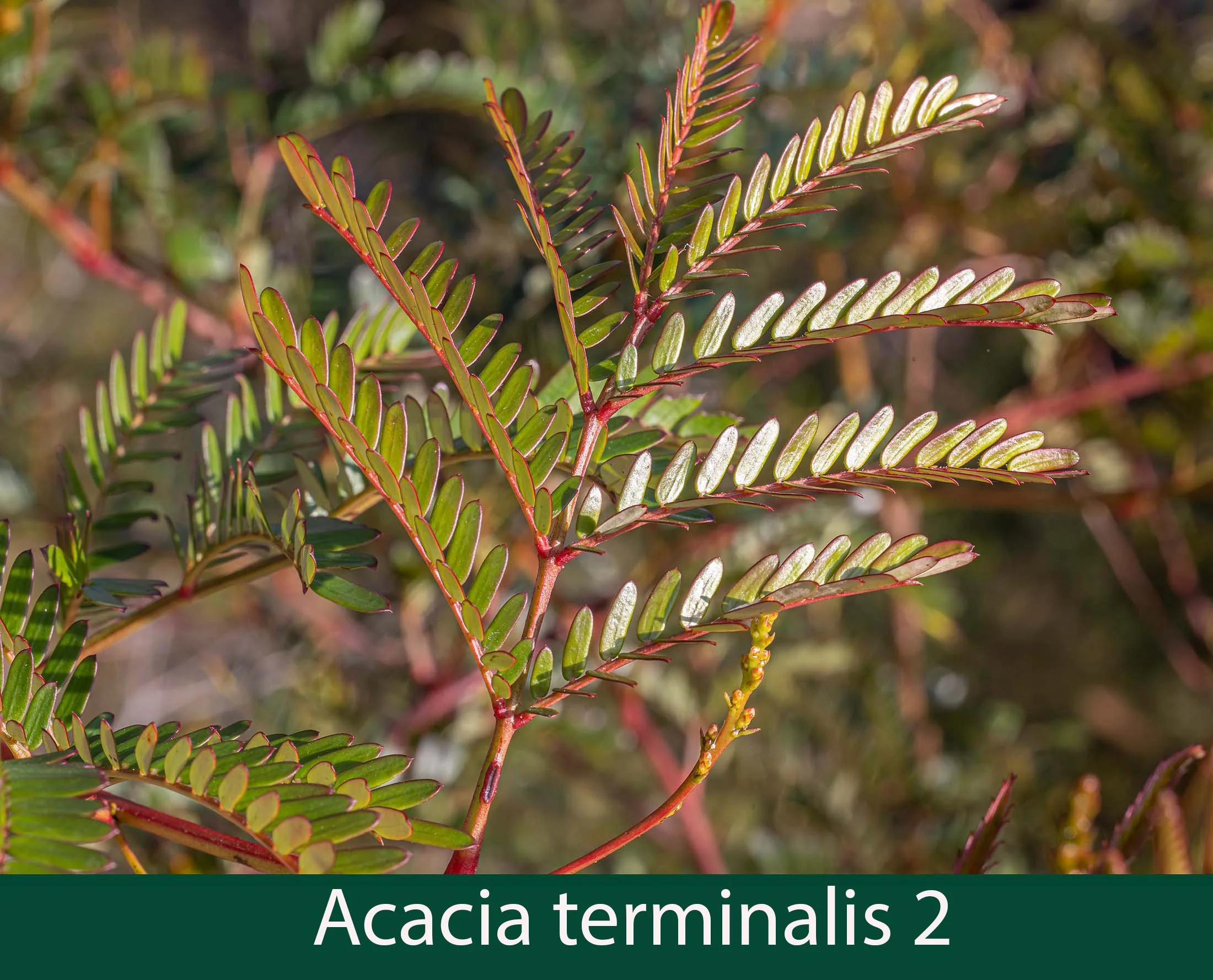 Acacia  terminalis 2_.jpg