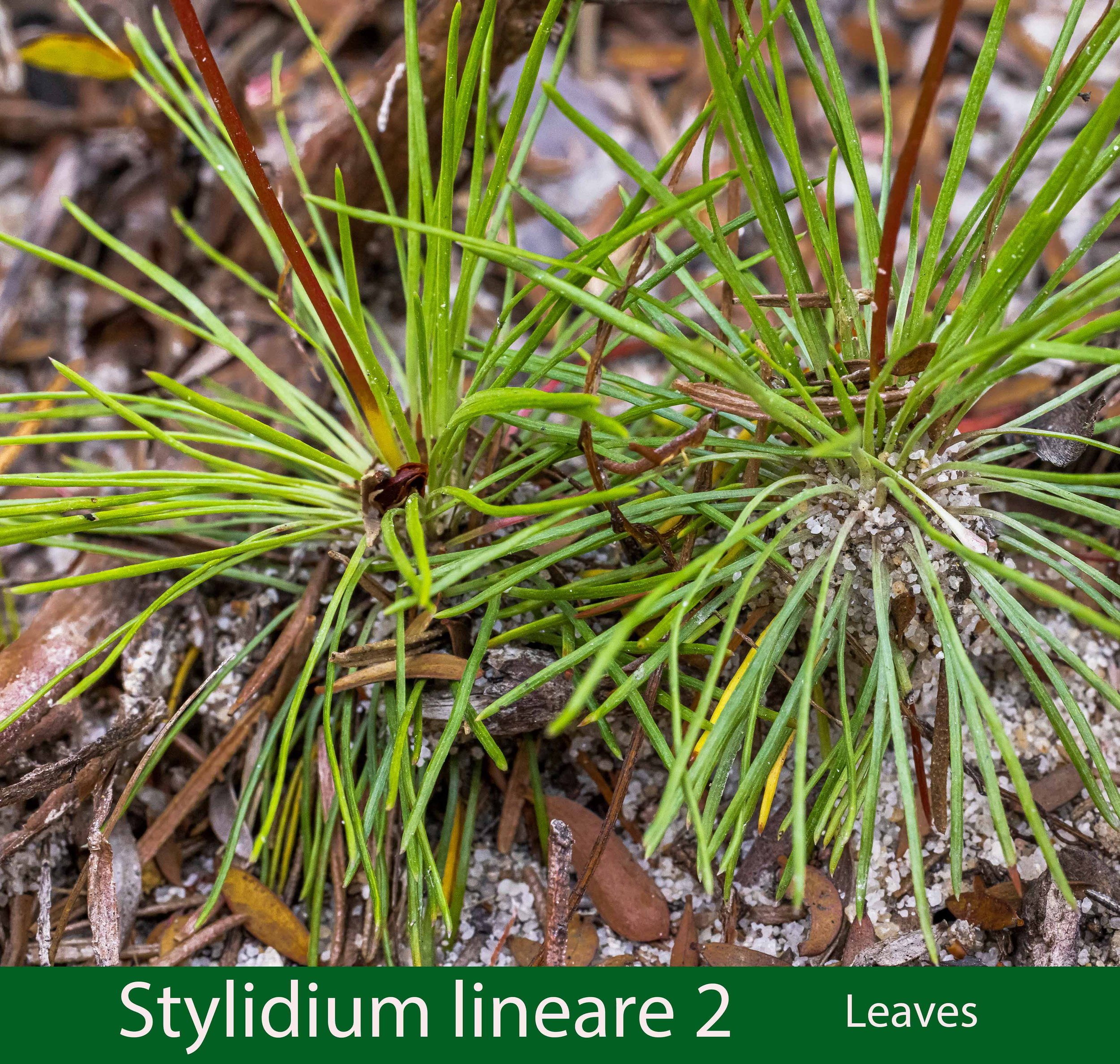 Stylidium lineare-2a.jpg