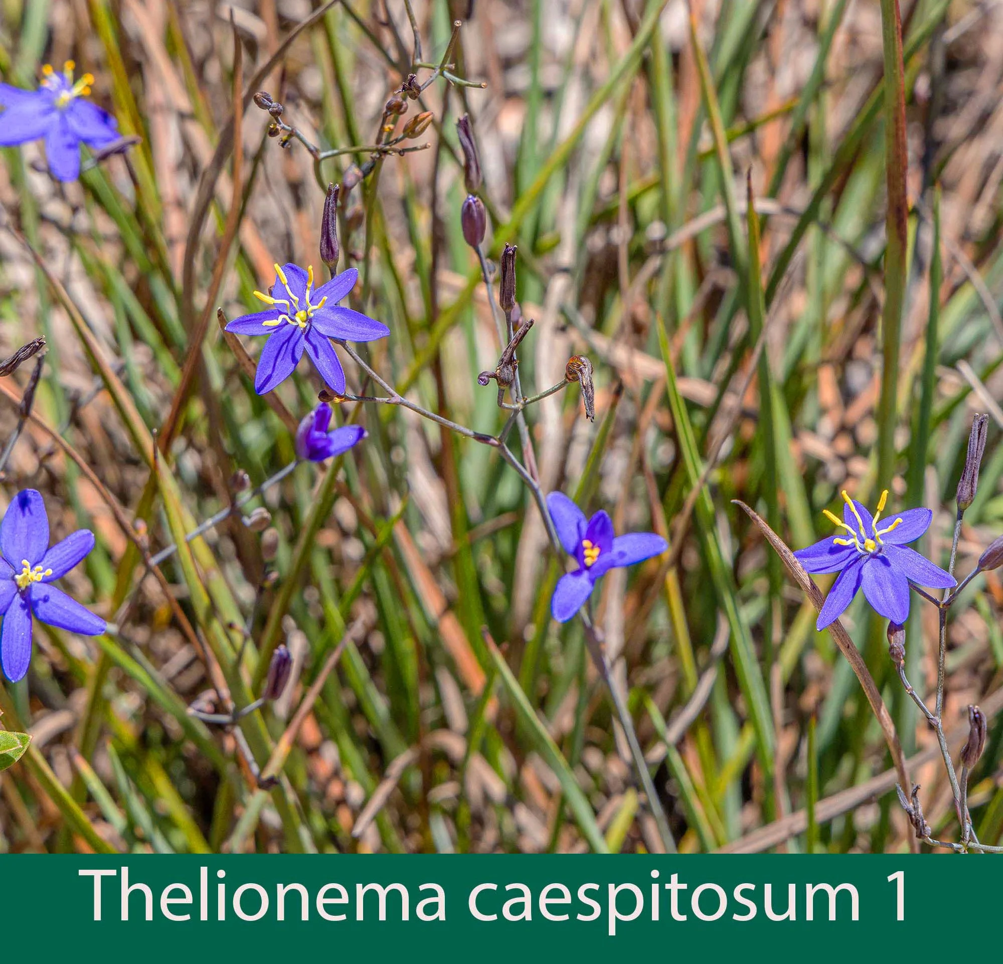 Thelionema caespitosum  1.jpg