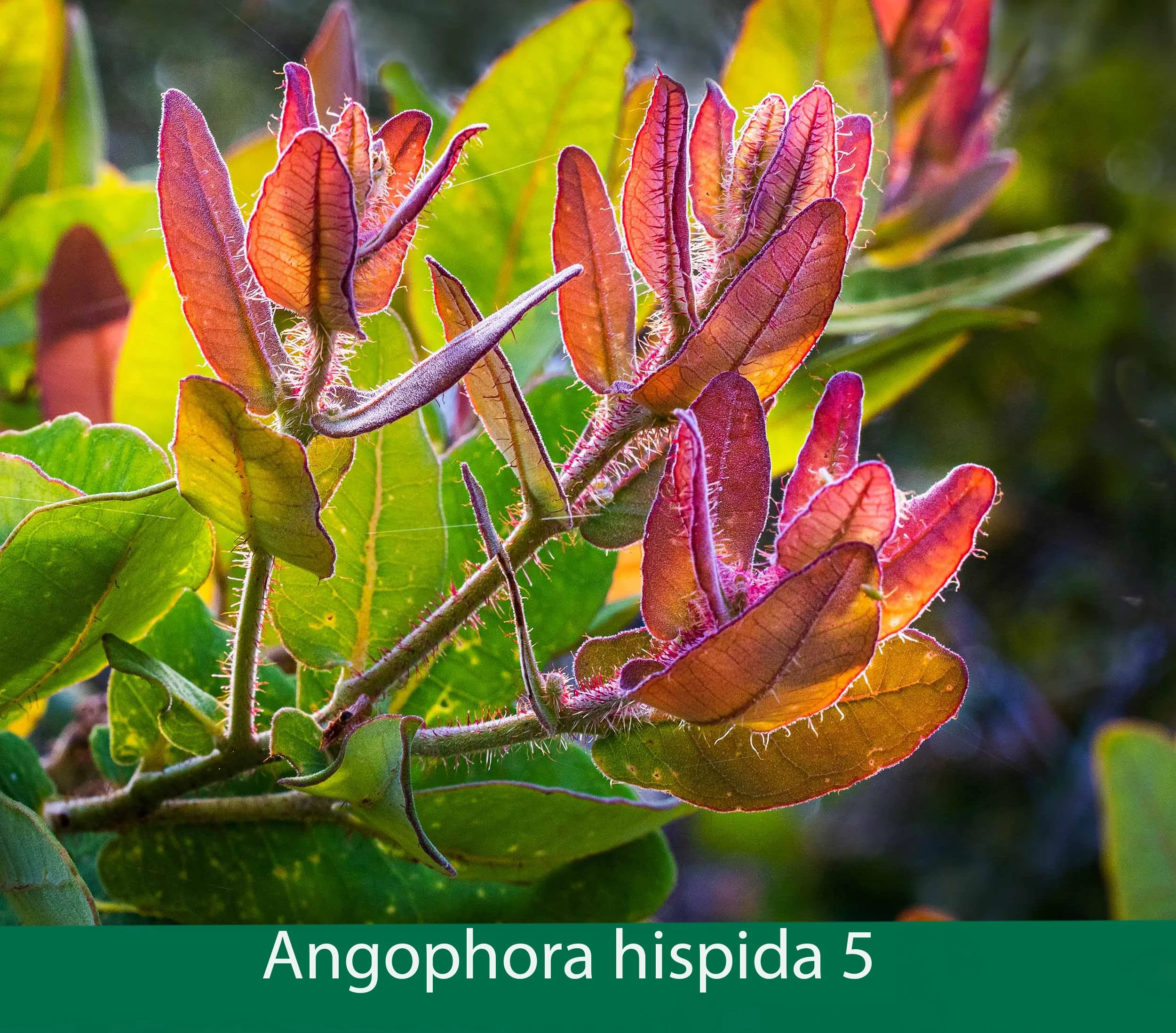 Angophora hispida 5.jpg