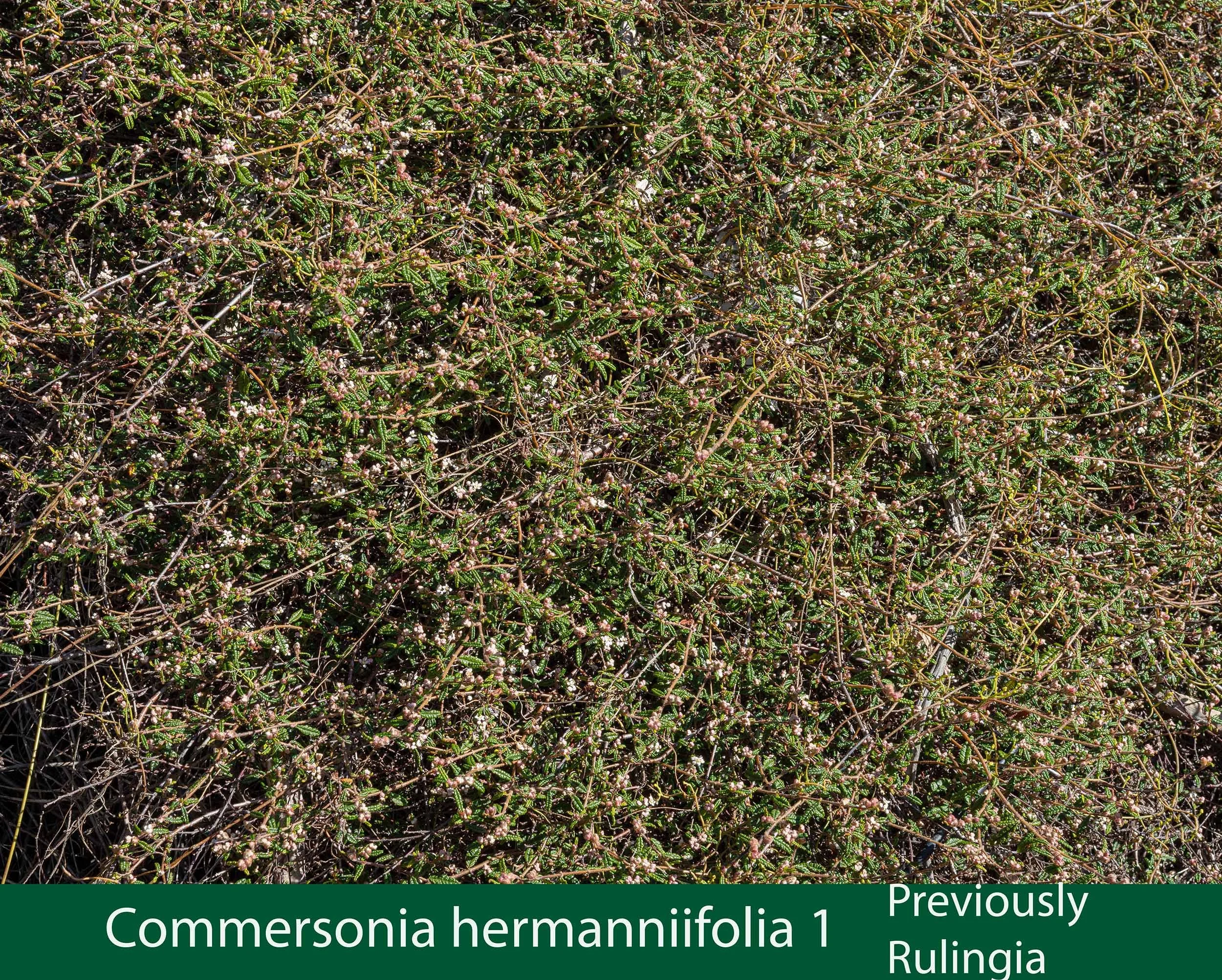Commersonia (prev Rulingia) hermanniifolia 1-261A8851 copy.jpg