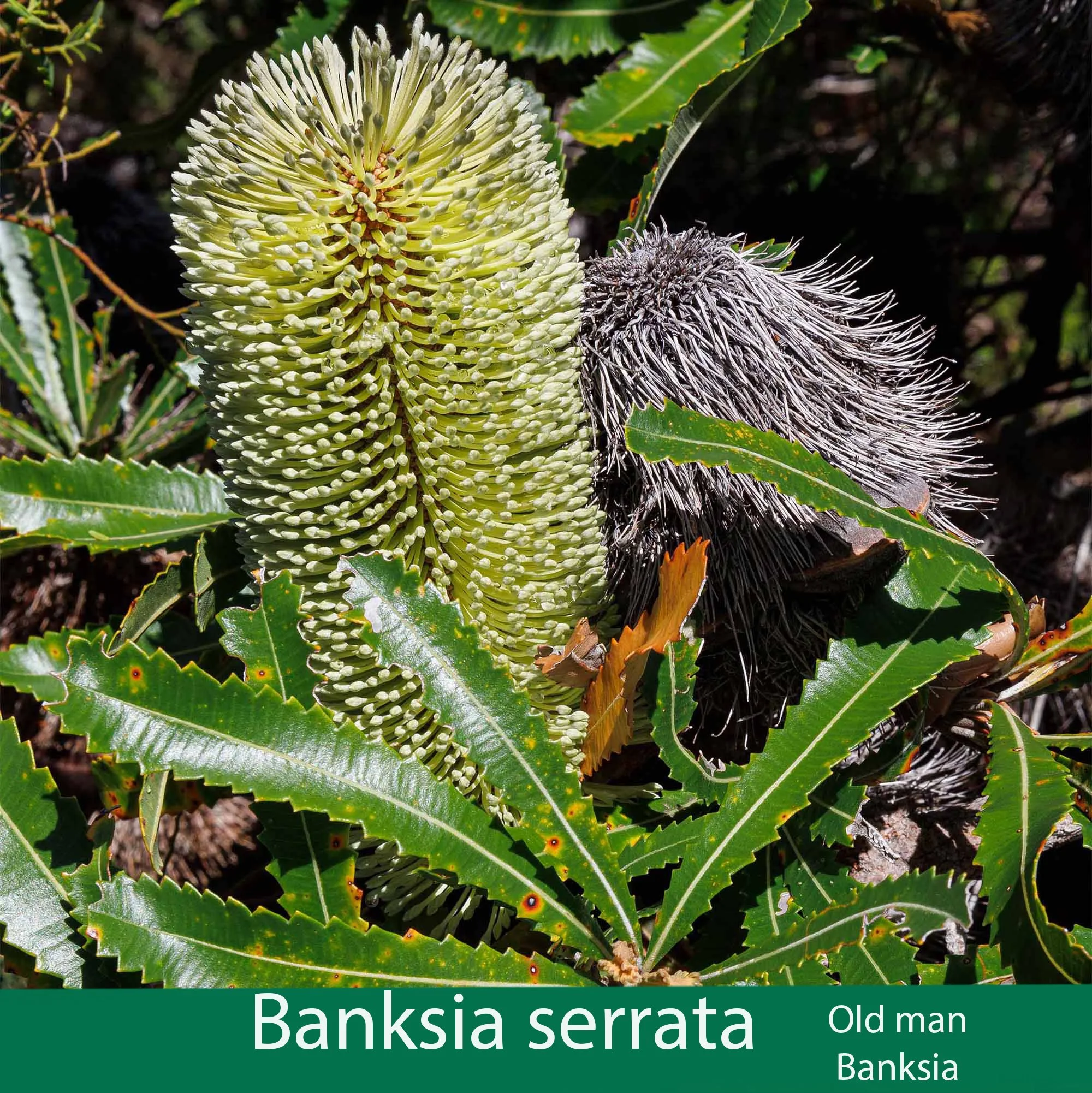 Banksia serrata 1  Old man banksia.jpg