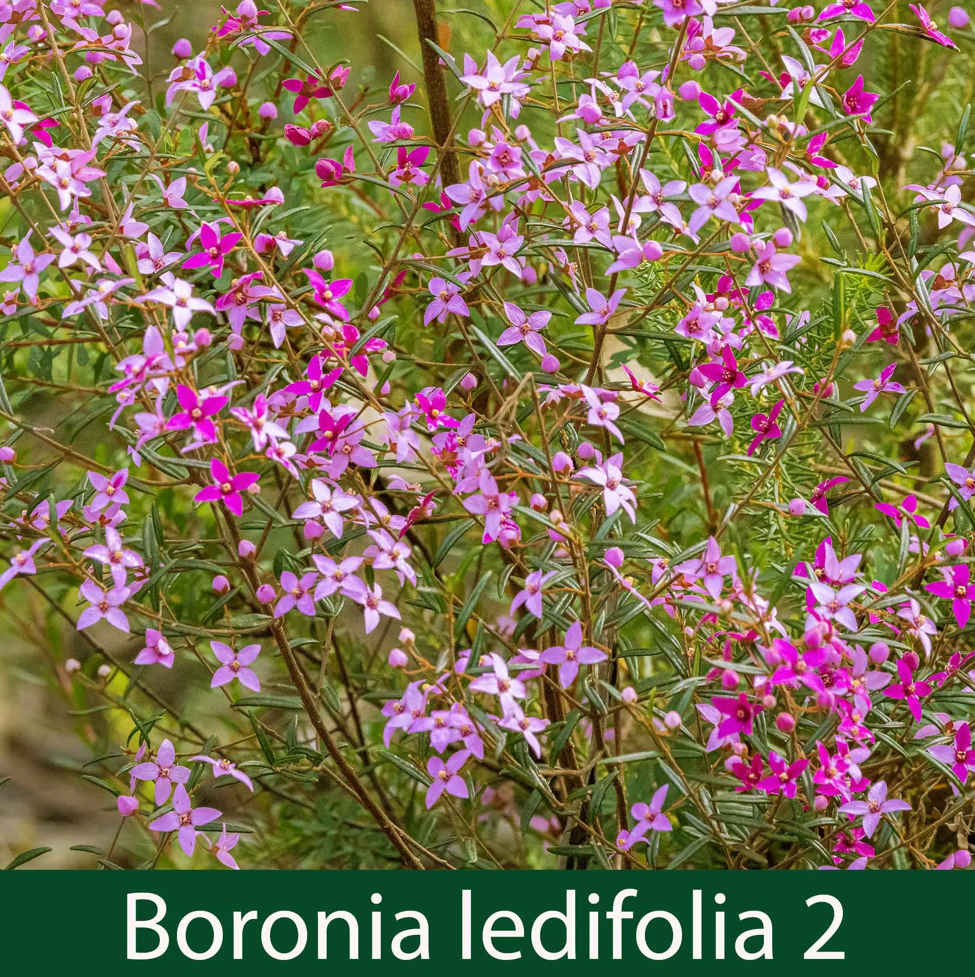 Boronia ledifolia 2   Sydney Boronia.jpg