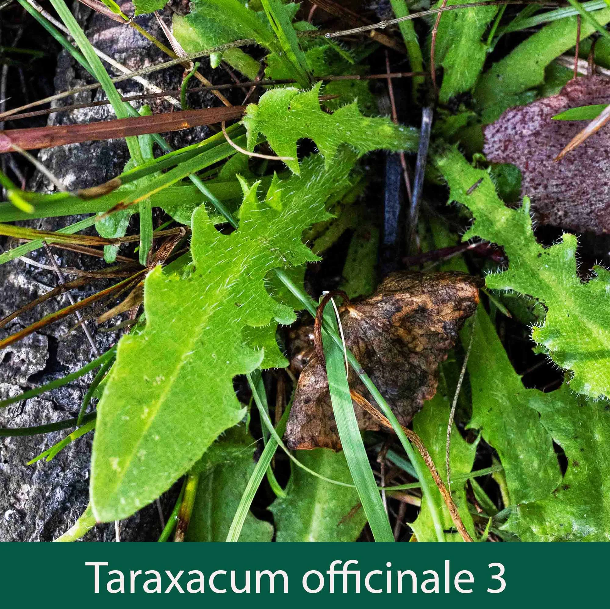 Taraxacum officinale 3   Dandelion leaves_.jpg