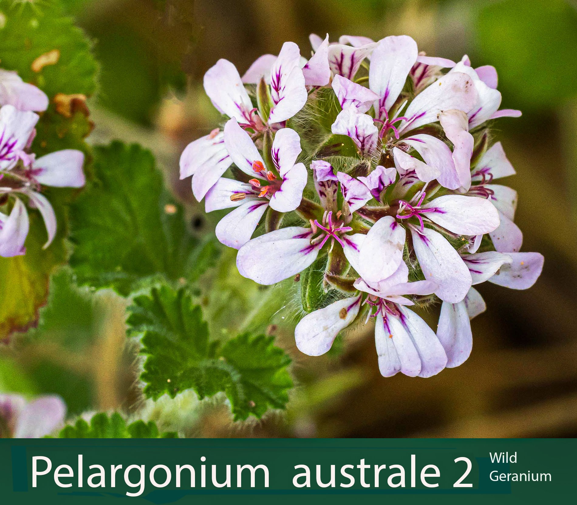 Pelargonium australe 2   Wild geranium_.jpg