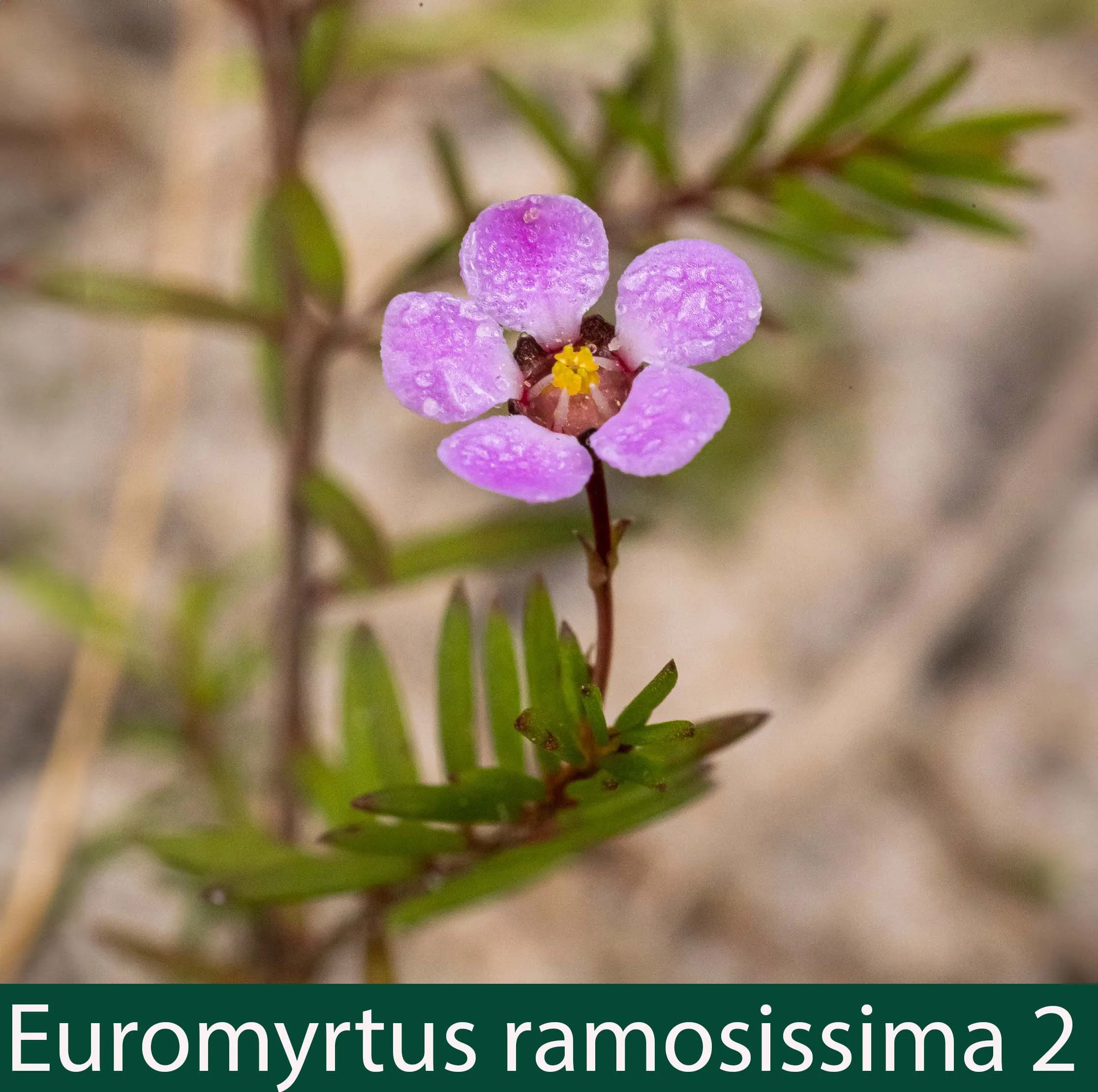 Euromyrtus (prev Baeckia) ramosissima 2_.jpg