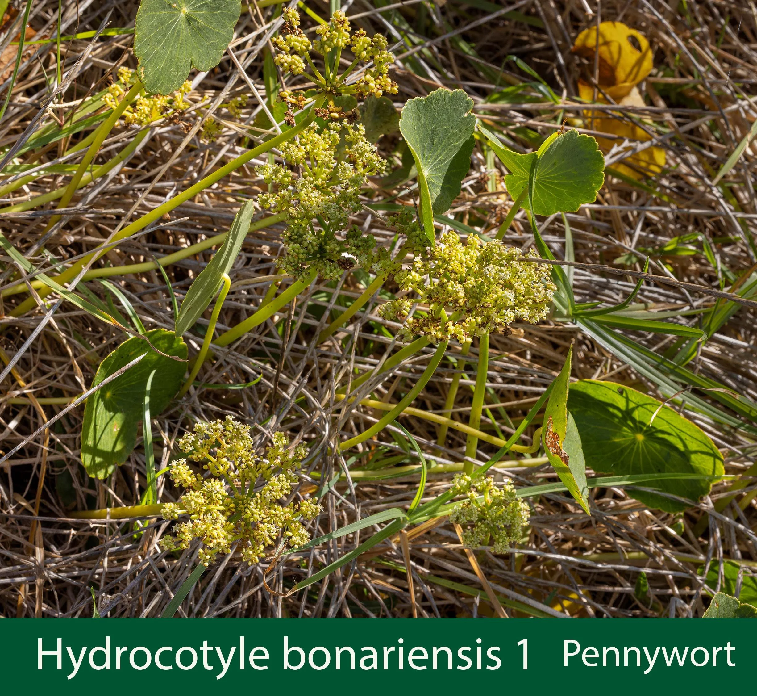 Hydrocotyle bonariensis 1 Pennywort.jpg