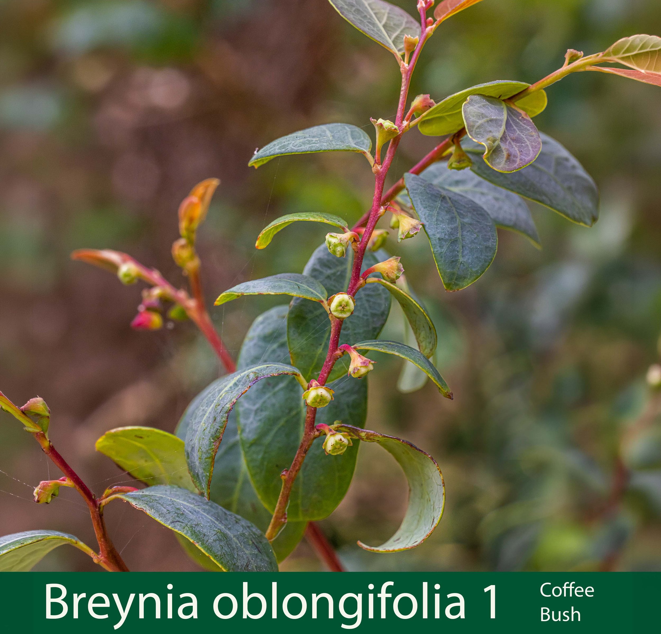 Breynia oblongifolia 1 Coffee bush.jpg