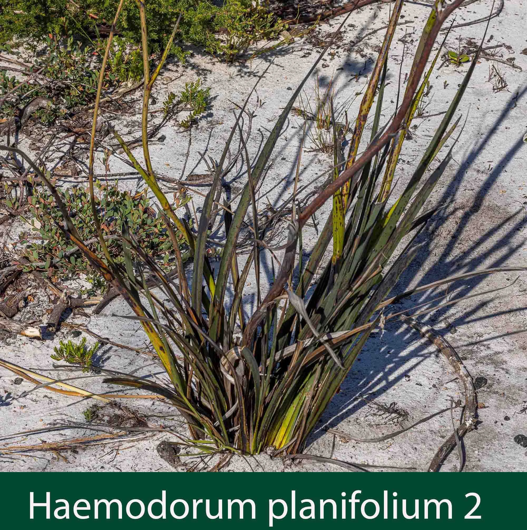 Haemodorum planifolium 2_.jpg