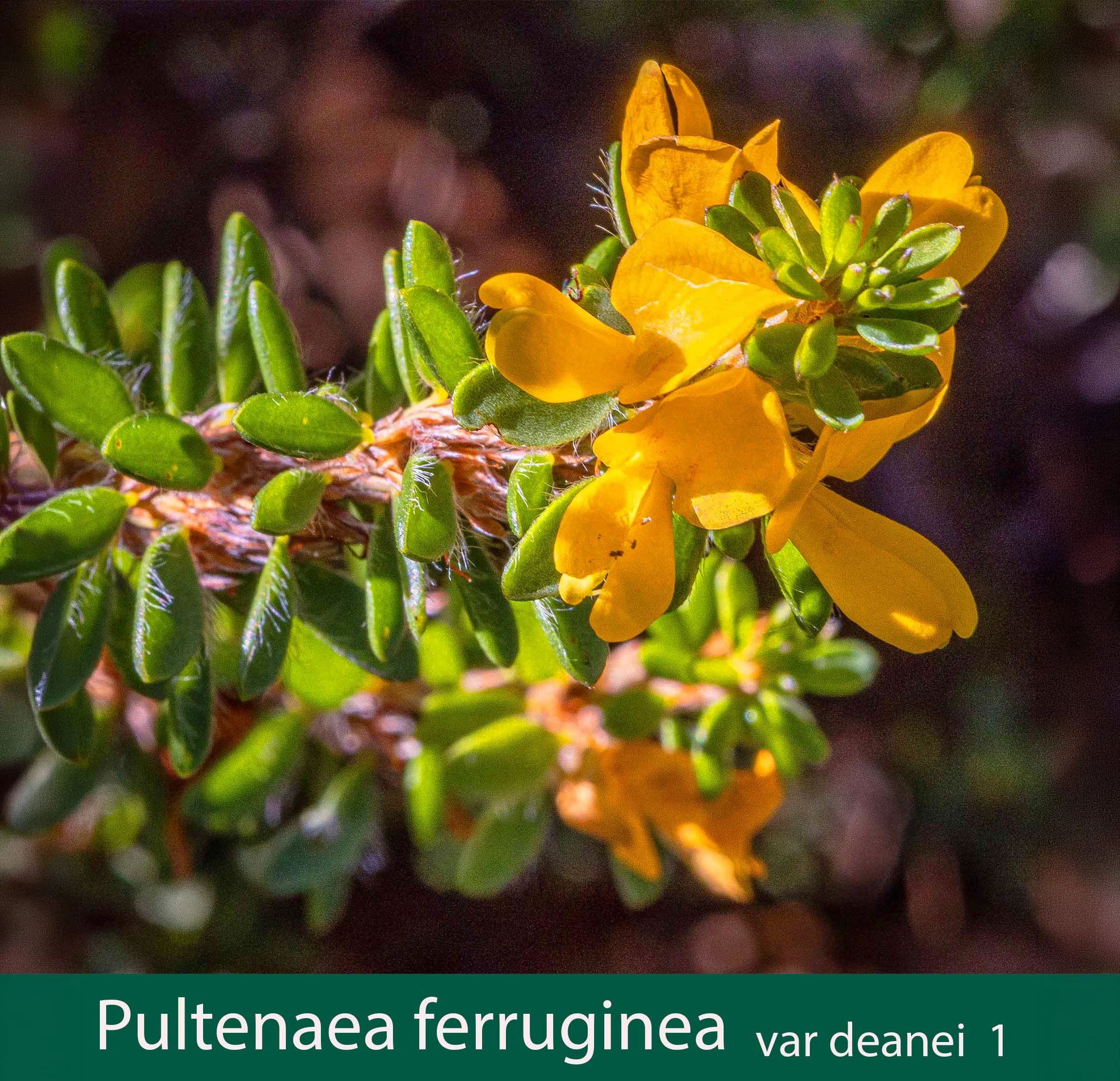 Pultenaea ferruginea var deanei  1_.jpg