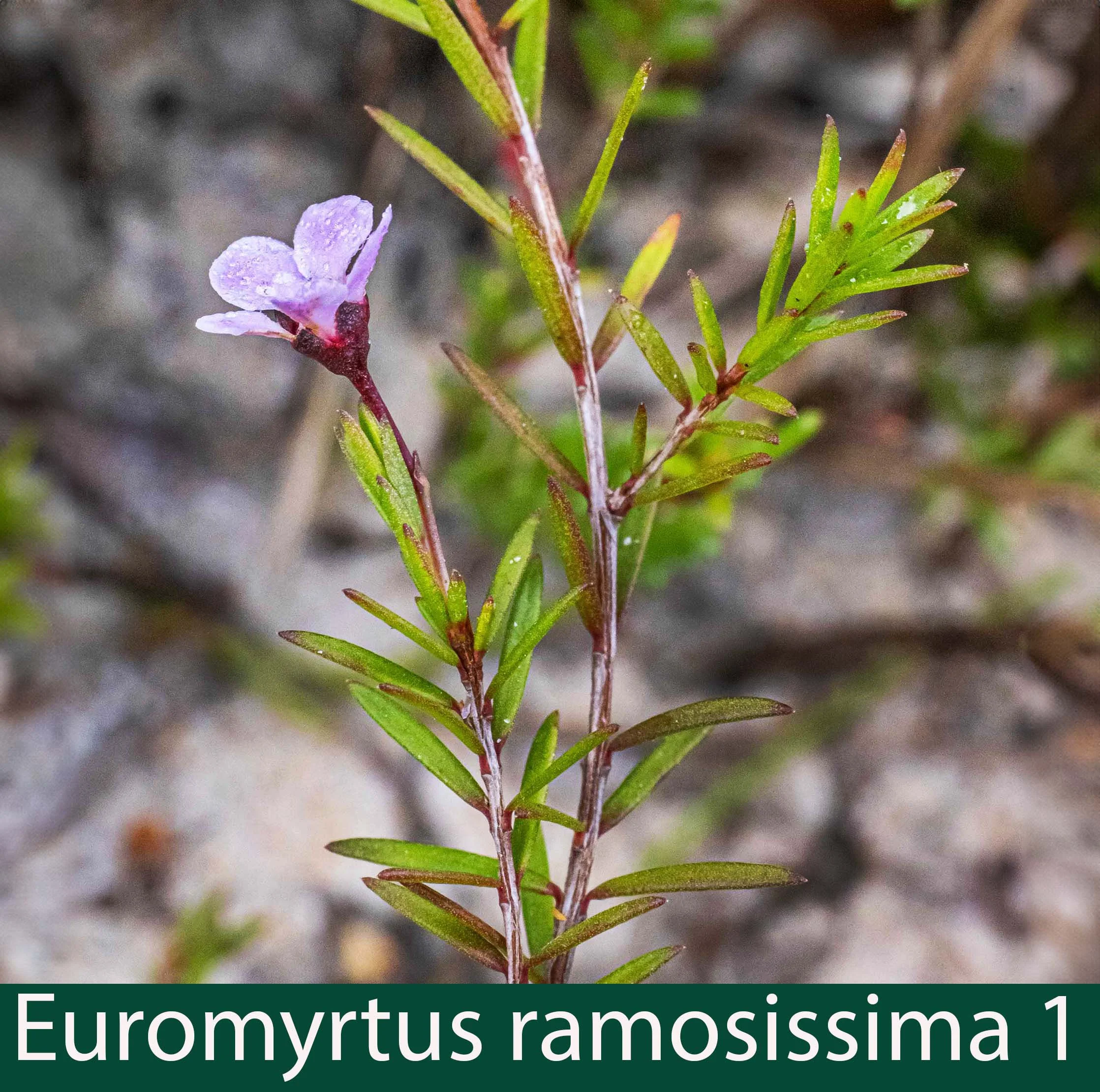 Euromyrtus (prev Baeckia) ramosissima 1_.jpg