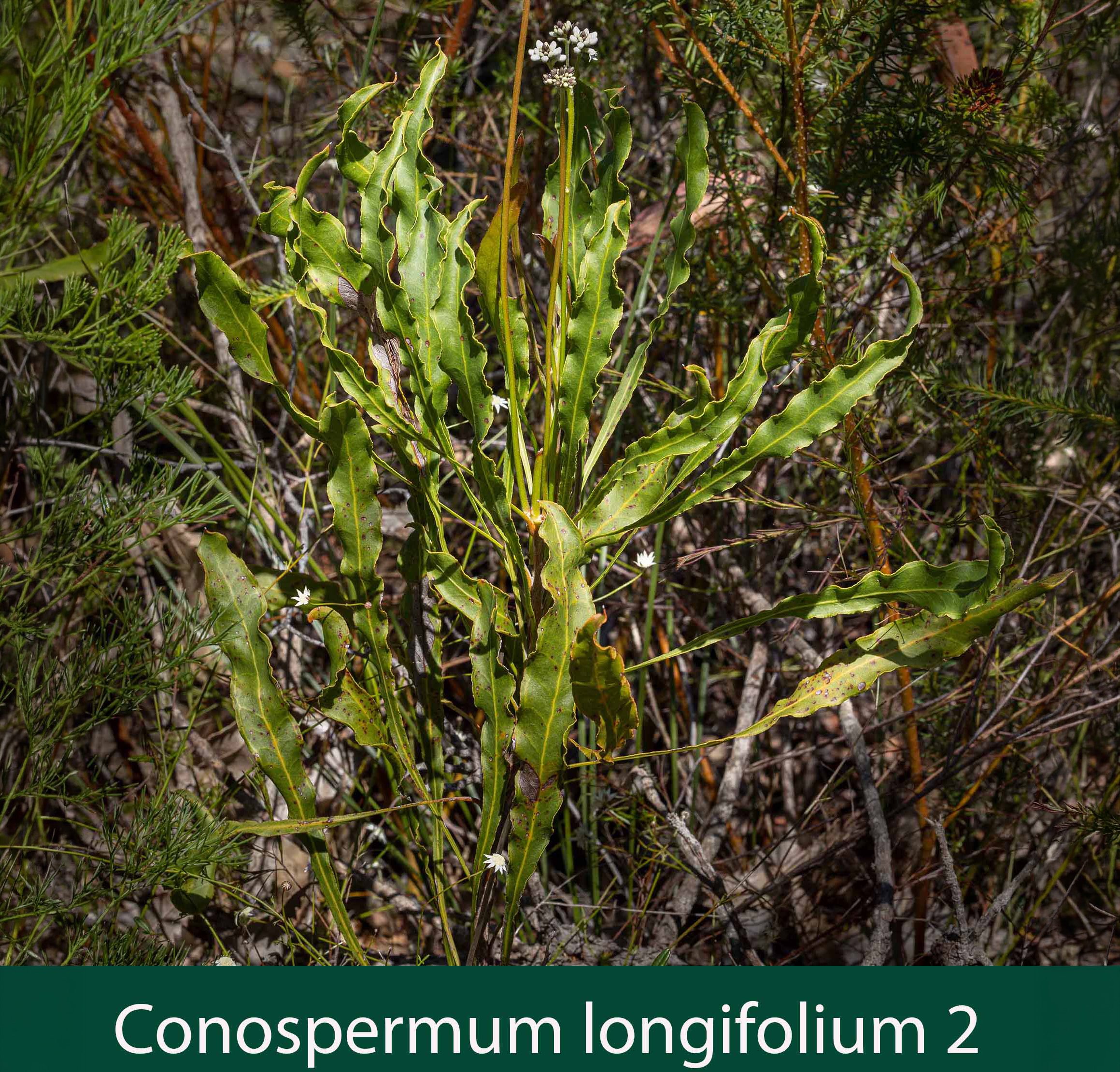 Conospermum longifolium 2    Long leaf coneseeds.jpg