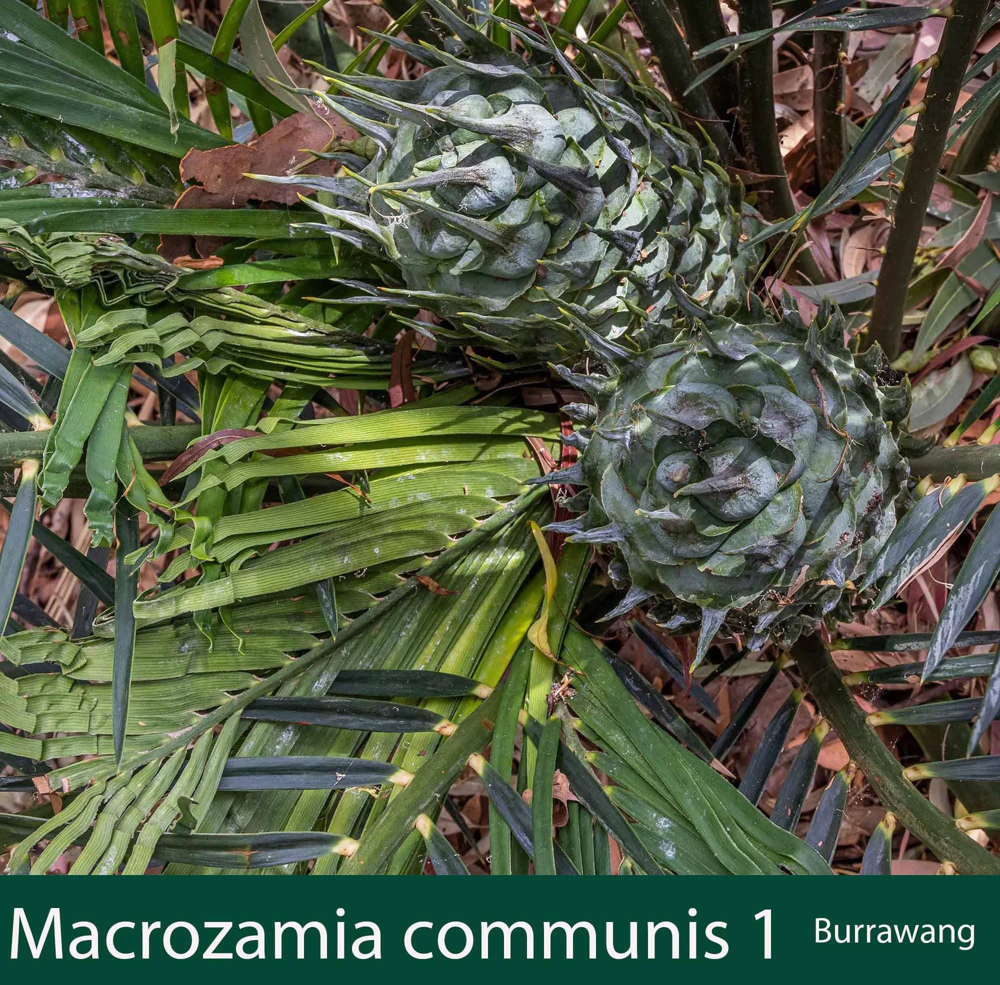 Macrozamia communis 1    Burrawang.jpg