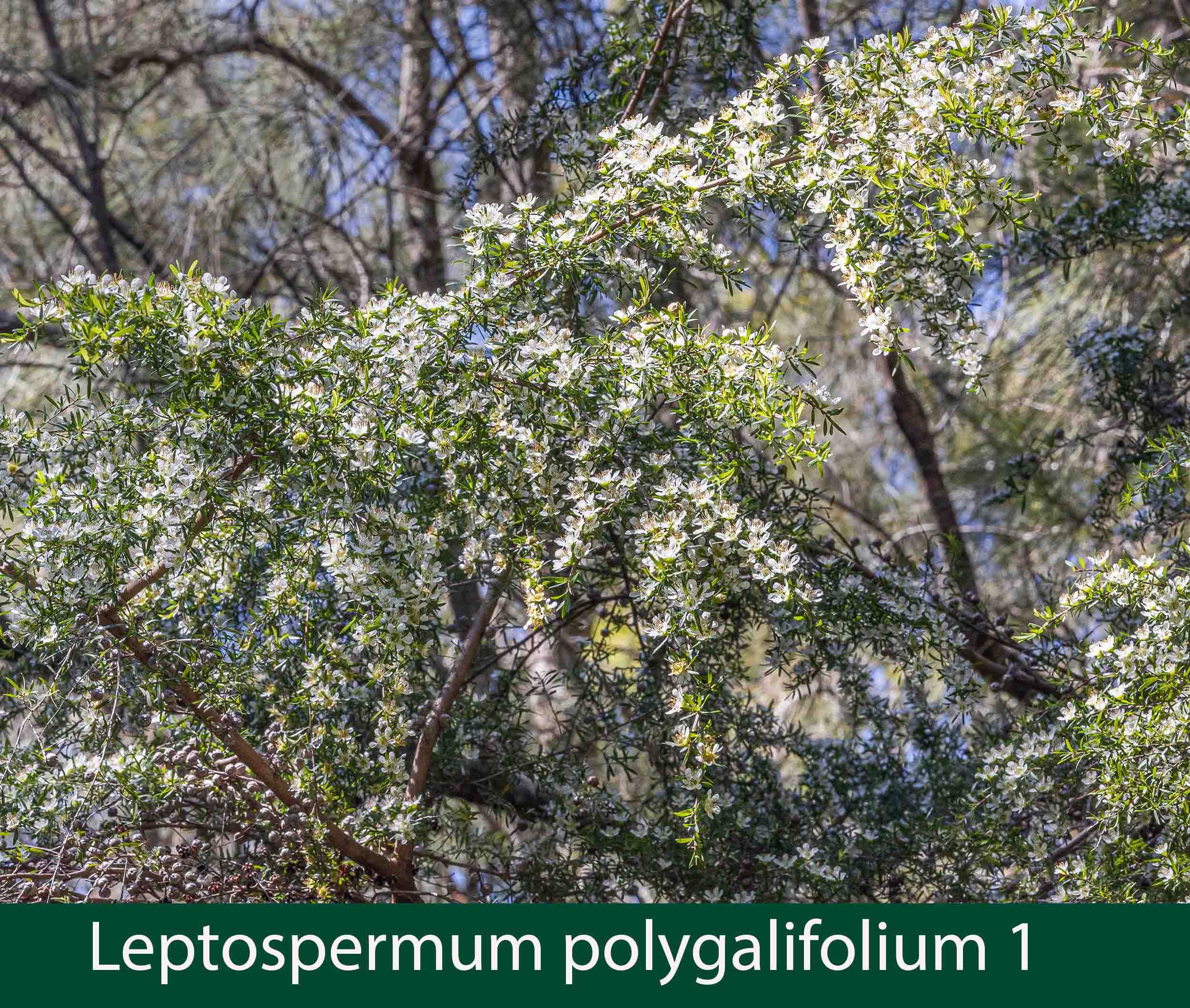 Leptospermum polygalifolium 1_.jpg