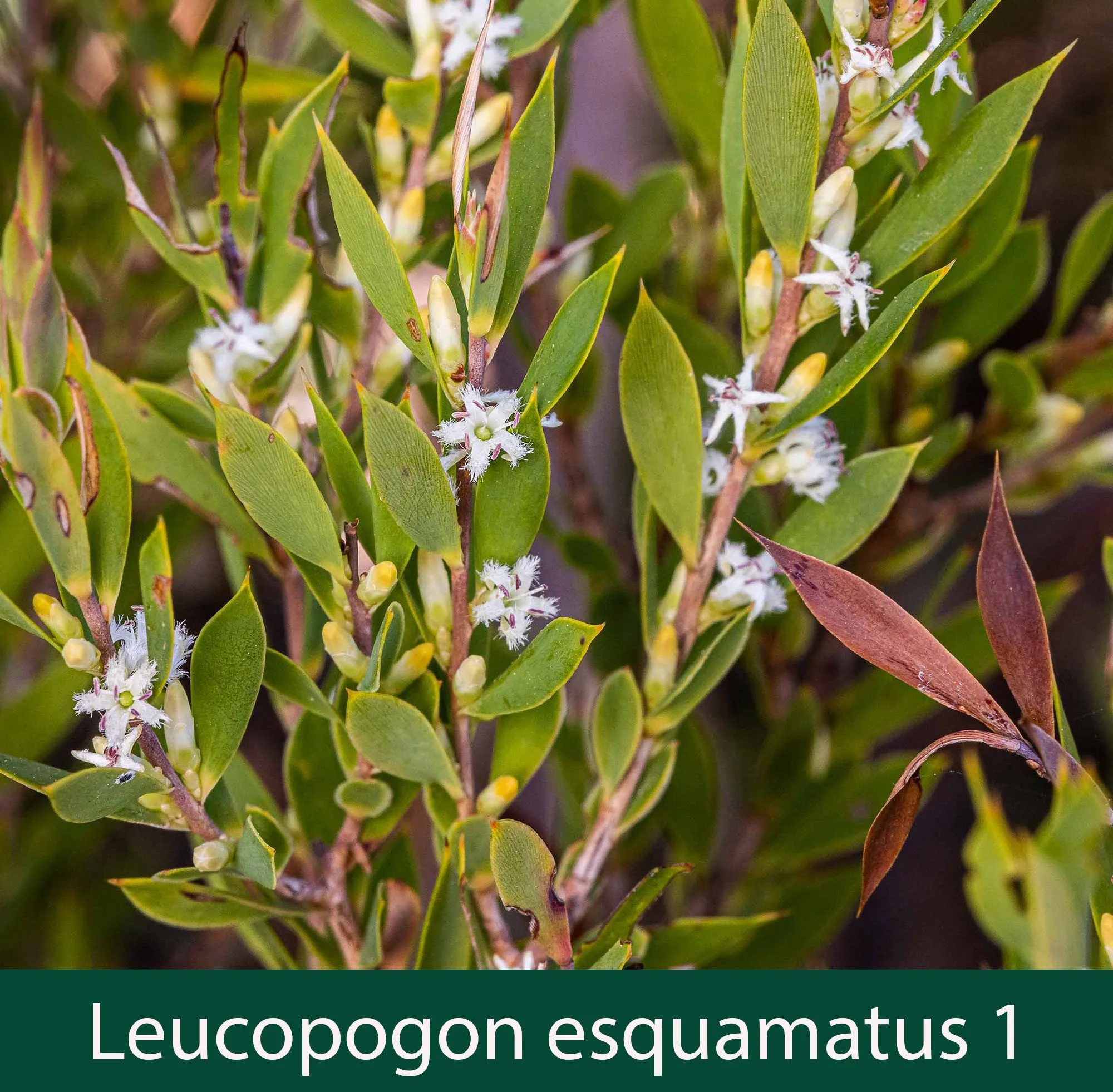 Leucopogon esquamatus 1_.jpg