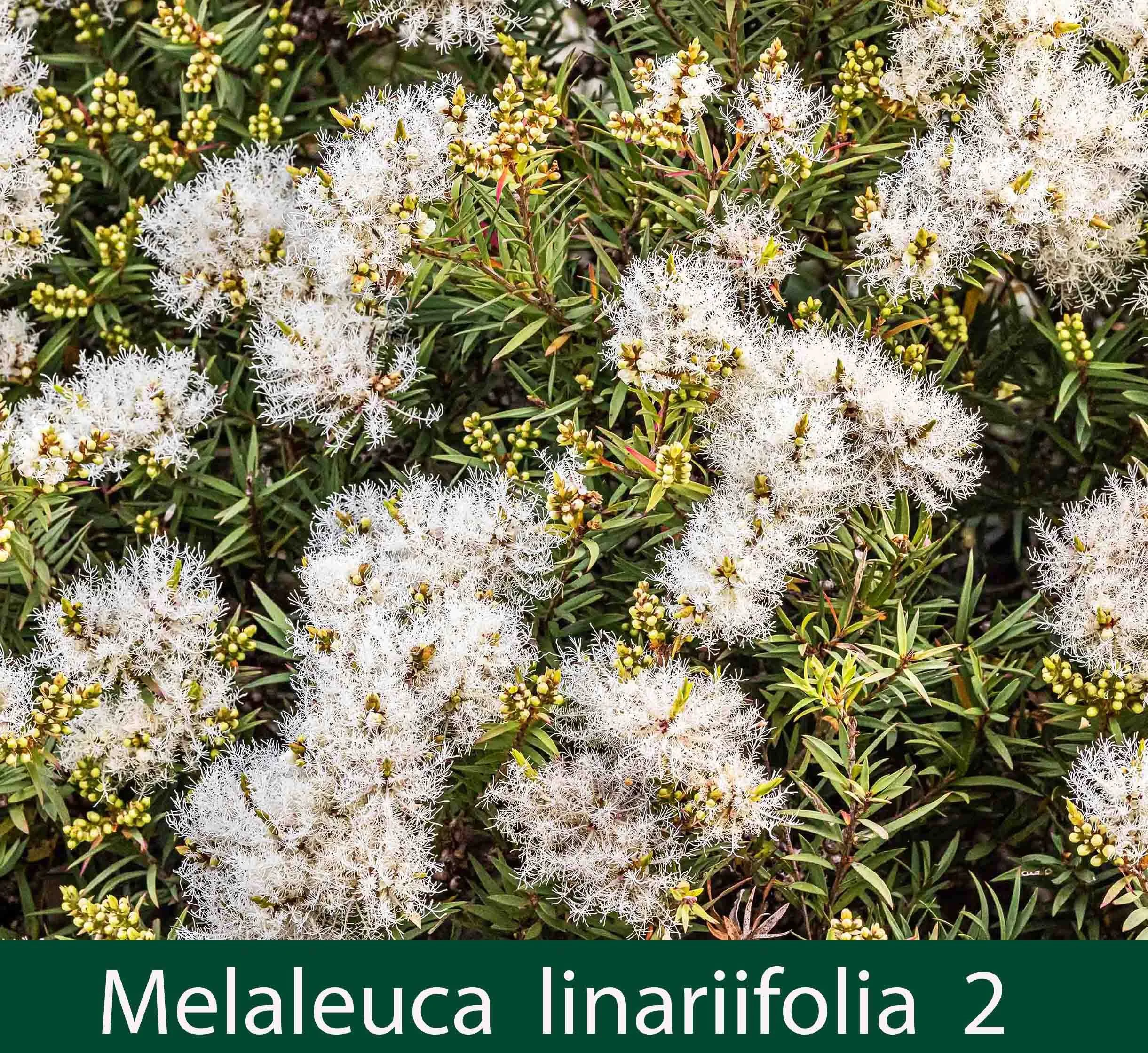 Melaleuca linariifolia Snow in summer  2.jpg