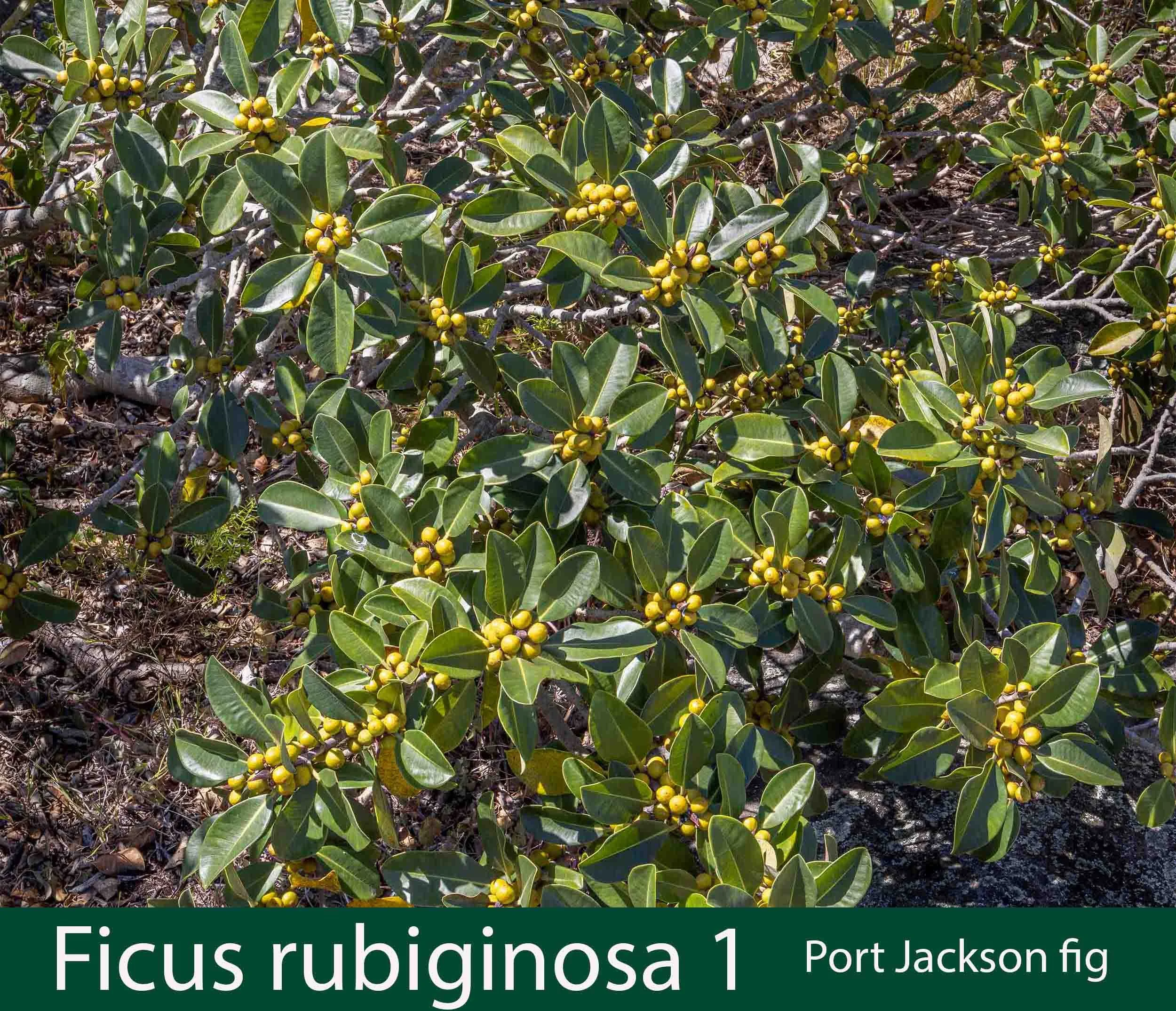 Ficus rubiginosa 1  Port Jackson fig.jpg