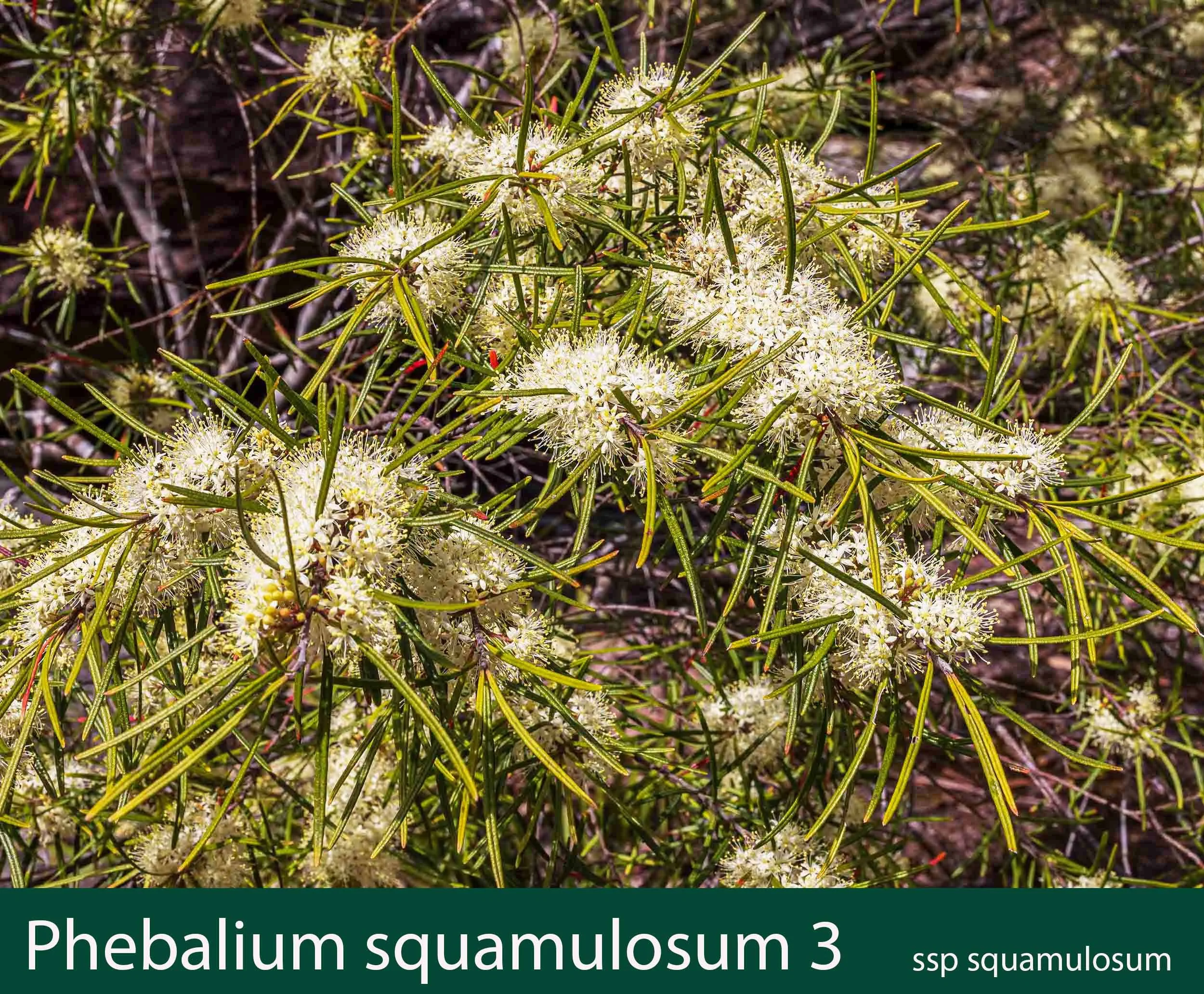 Phebalium squamulosum ssp squamulosum 1_.jpg
