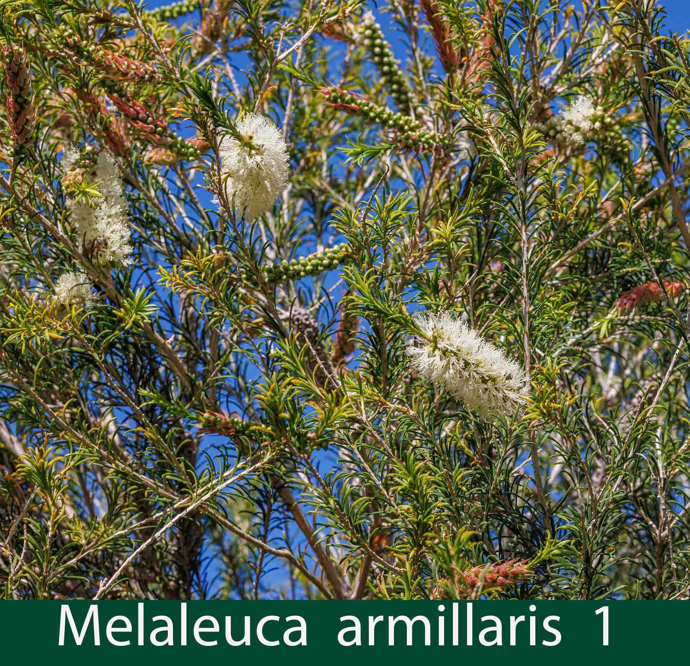 Melaleuca armillaris 1_.jpg