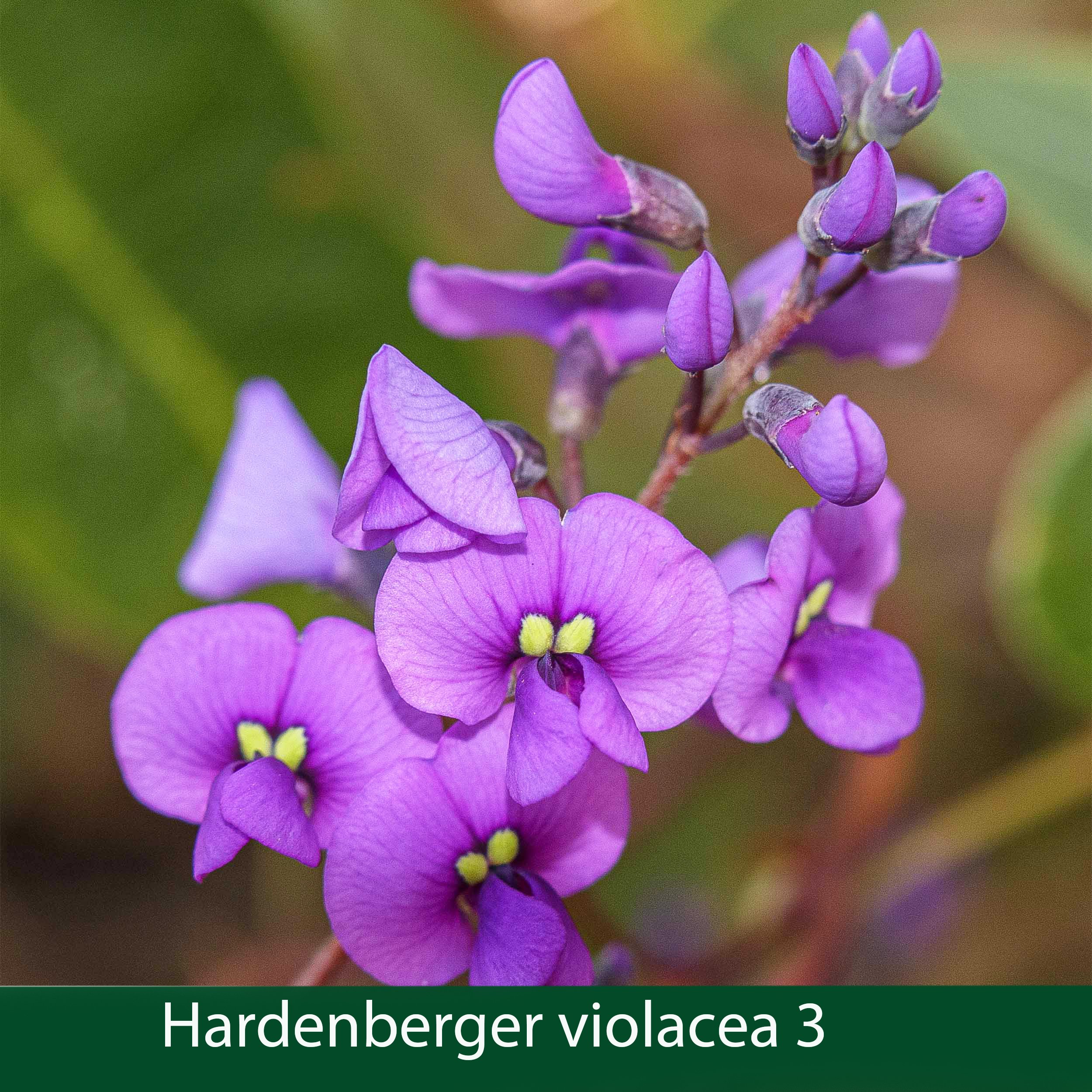 Hardenbergia violacea 3.jpg