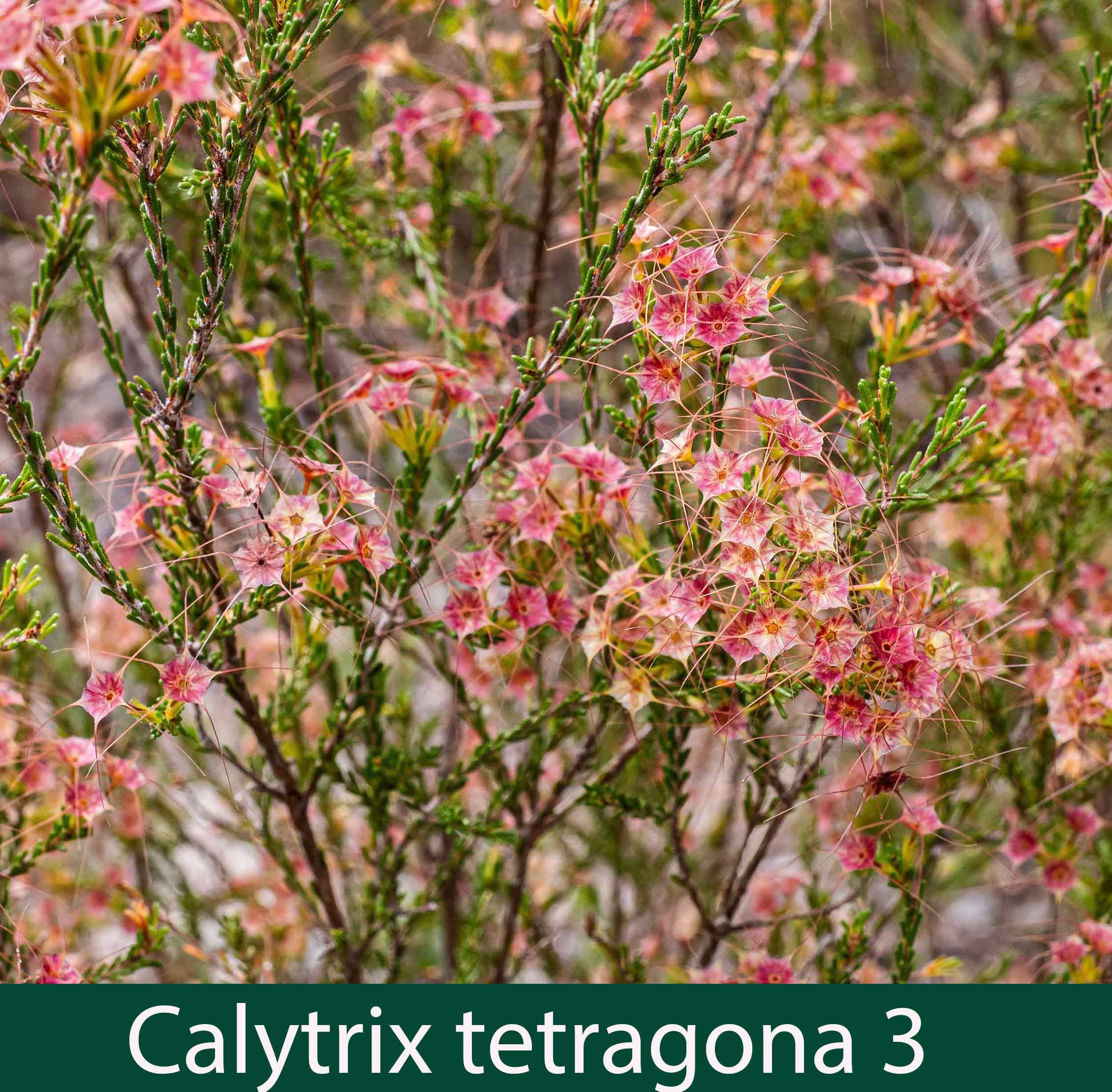 Calytrix tetragona 3.jpg