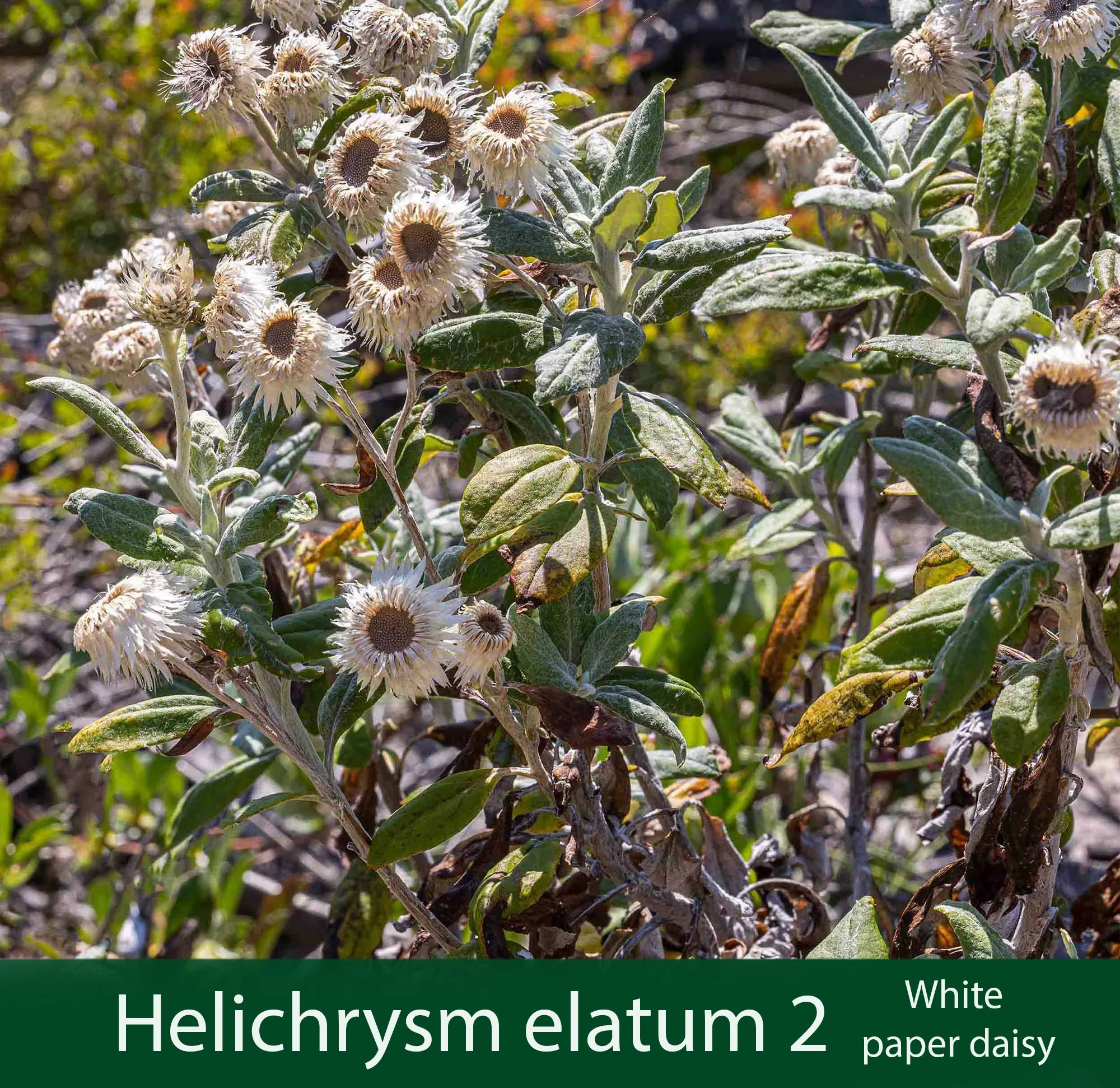 Helichrysum elatum 1   White paper daisy.jpg