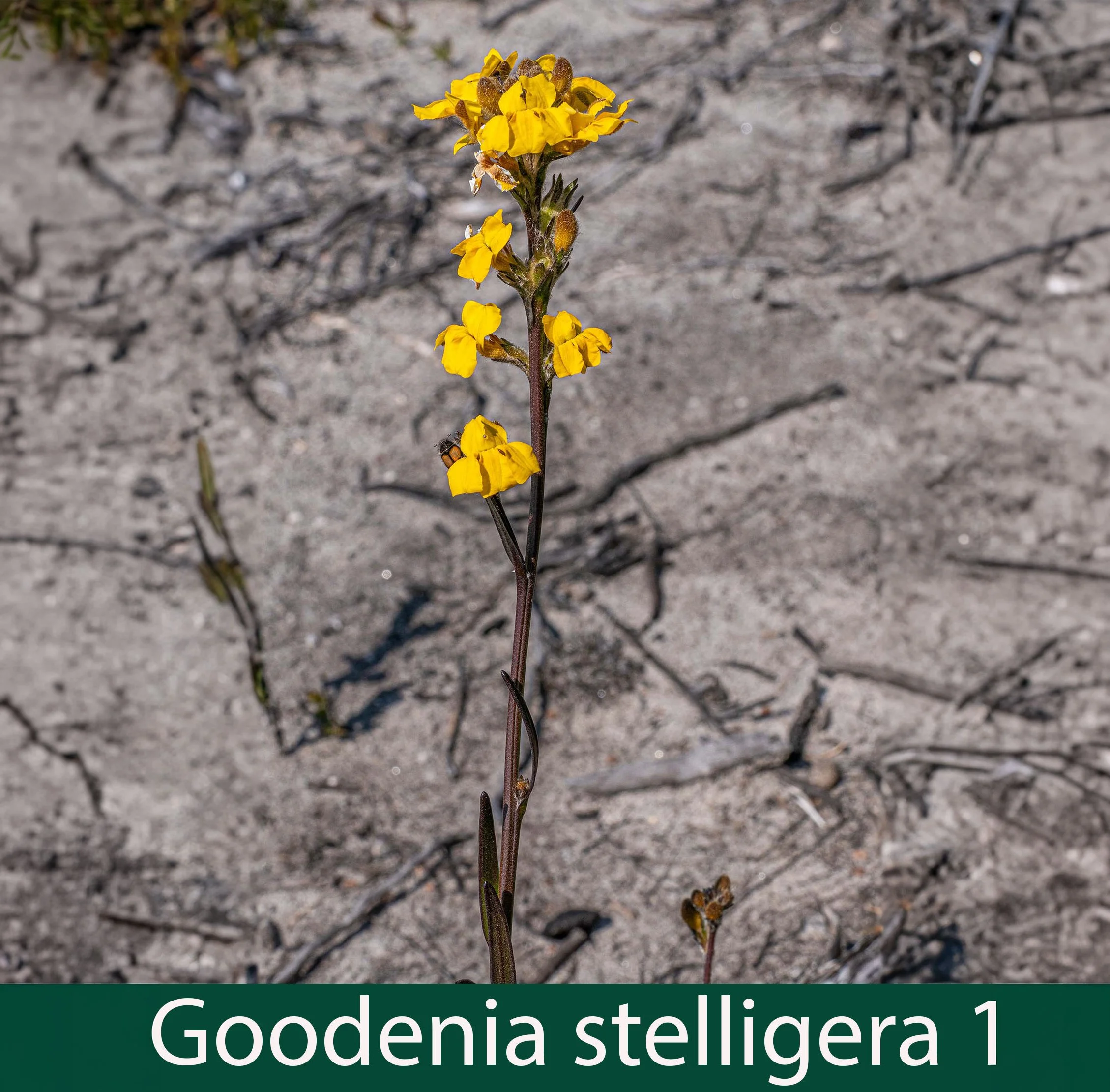 Goodenia stelligera 1.jpg