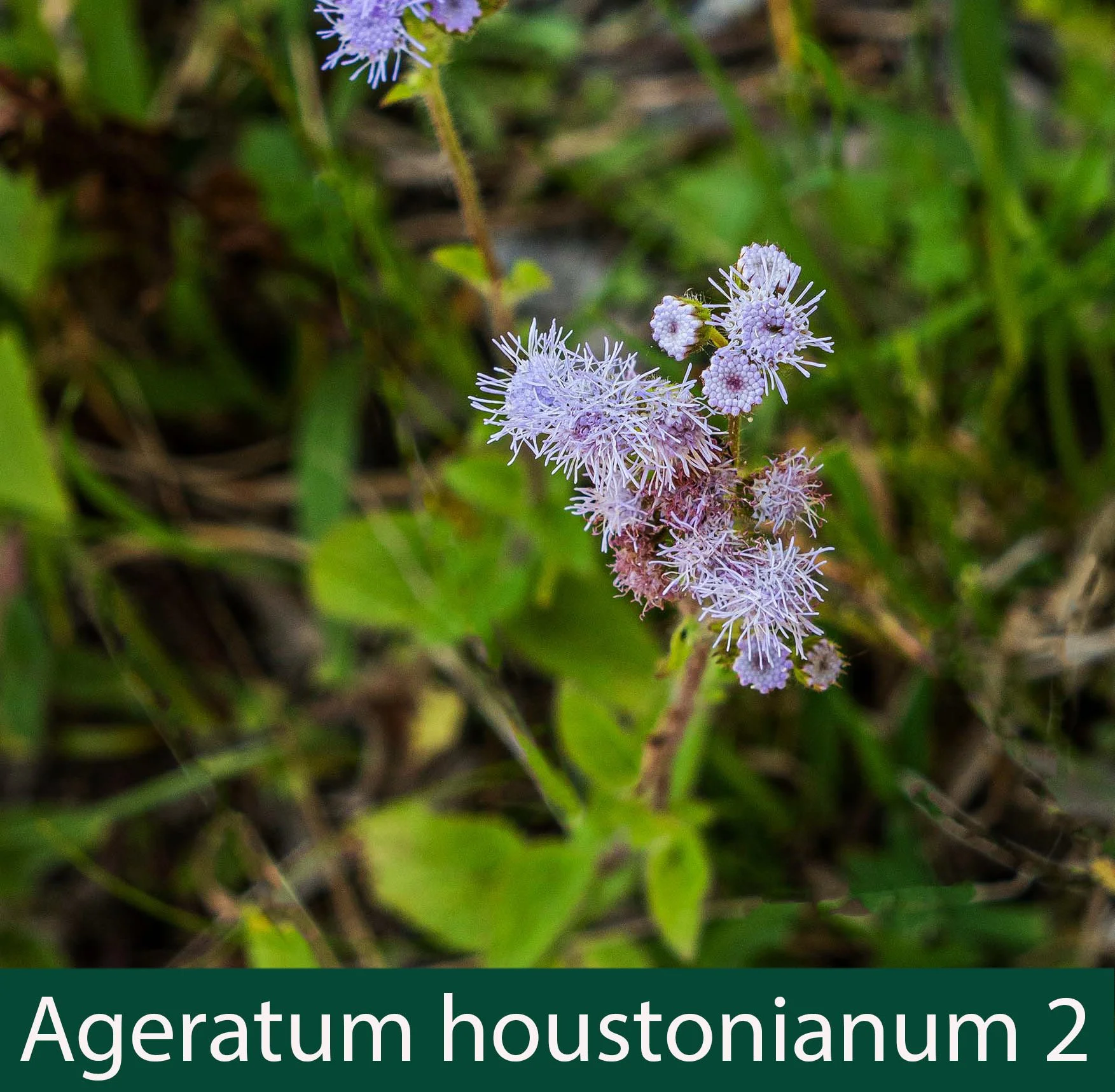 Ageratum houstonianum 2 Billy goat weed.jpg