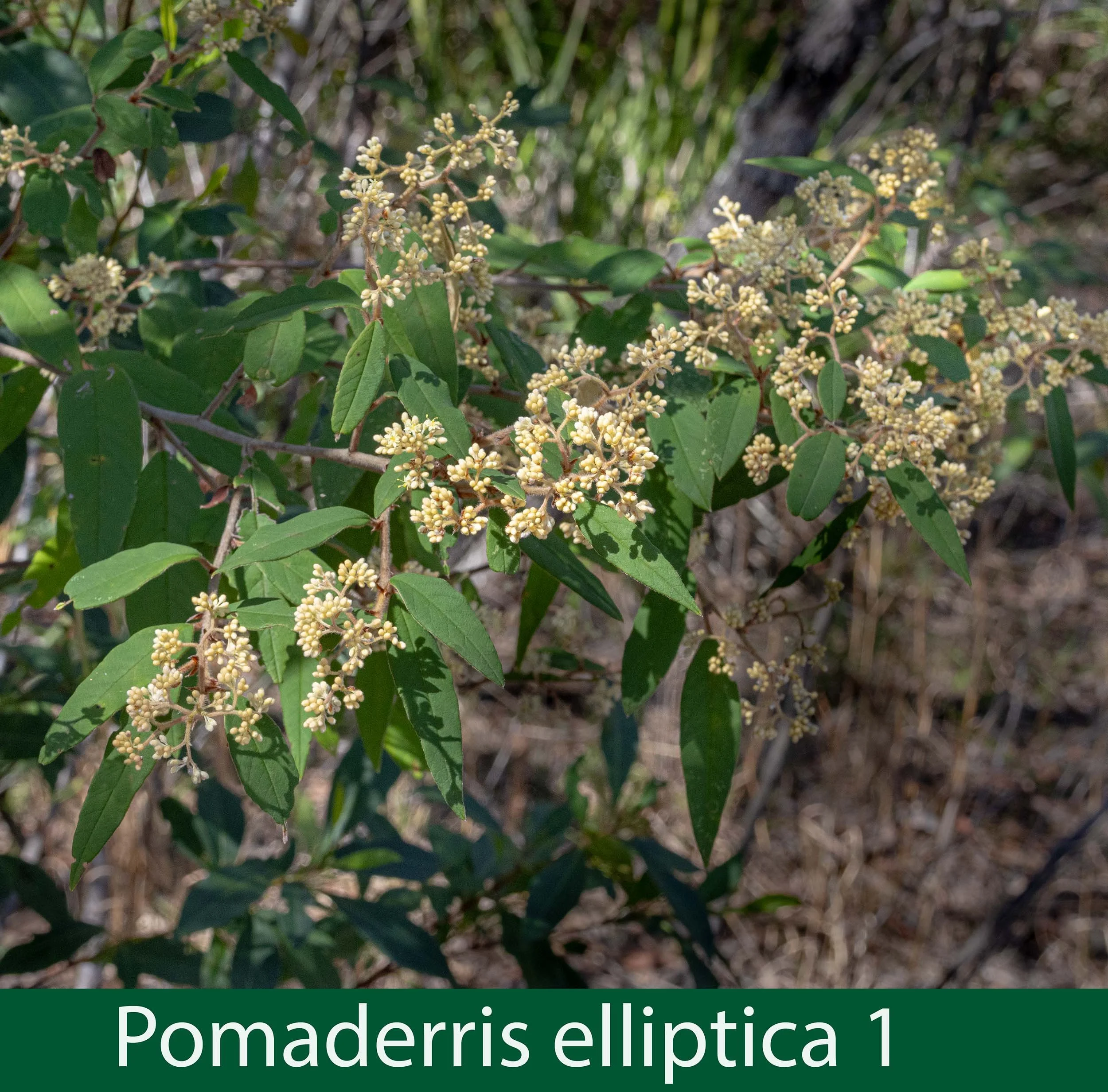 Pomaderris elliptica 1-261A9218.jpg