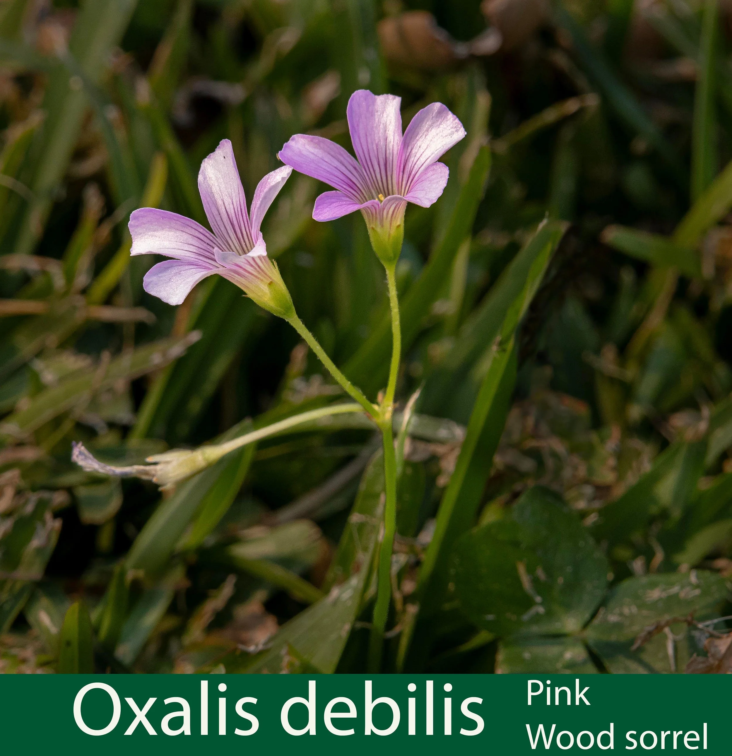 Oxalis debilis 1 Pink Woodsorrel-261A0428  at JPG 6-.jpg