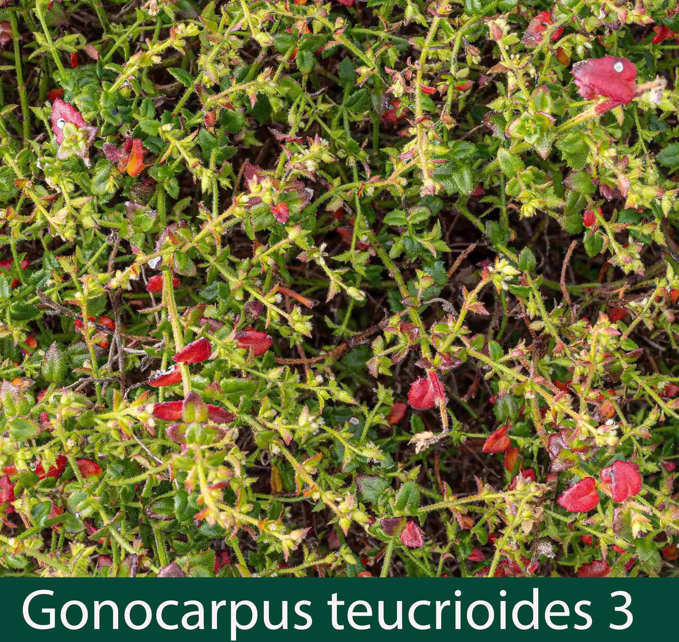 Gonocarpus teucrioides 3.jpg