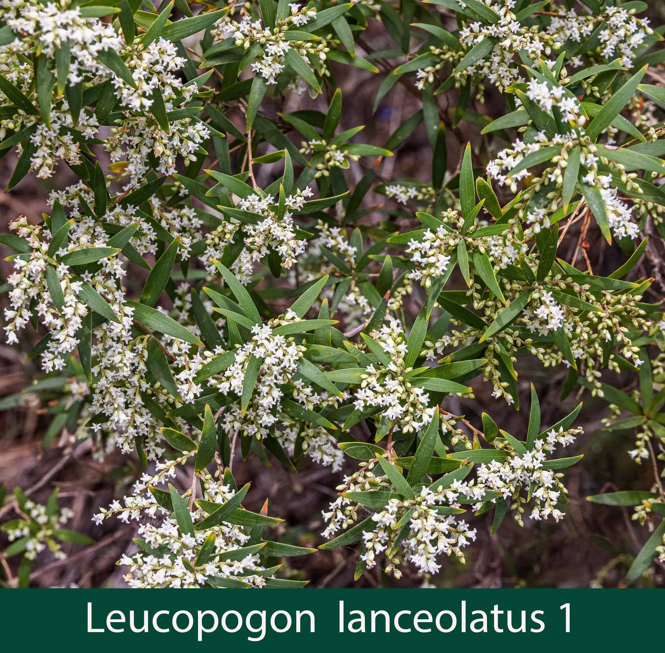Leucopogon lanceolatus 1_.jpg
