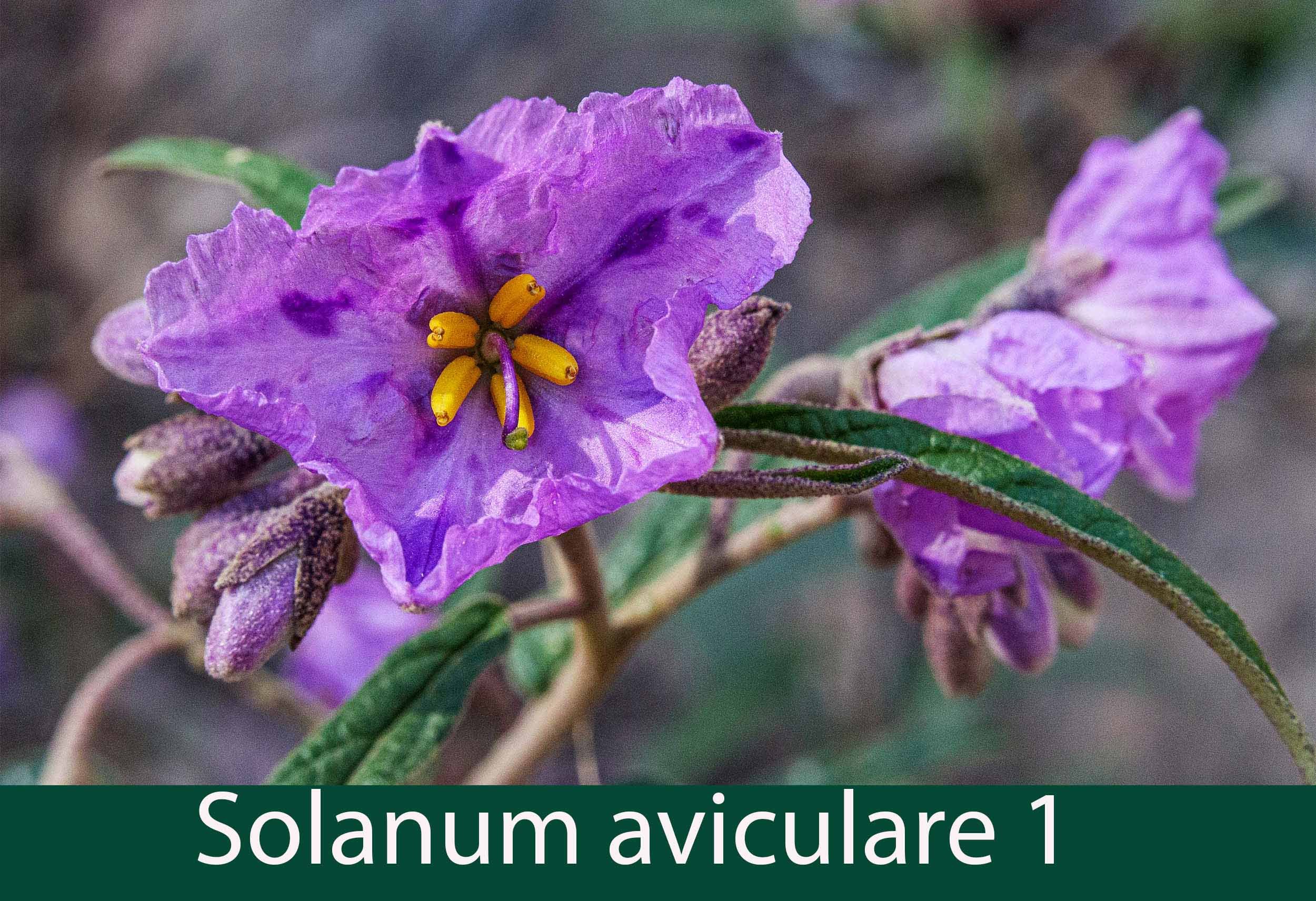 Solanum aviculare 1    Kangaroo apple.jpg