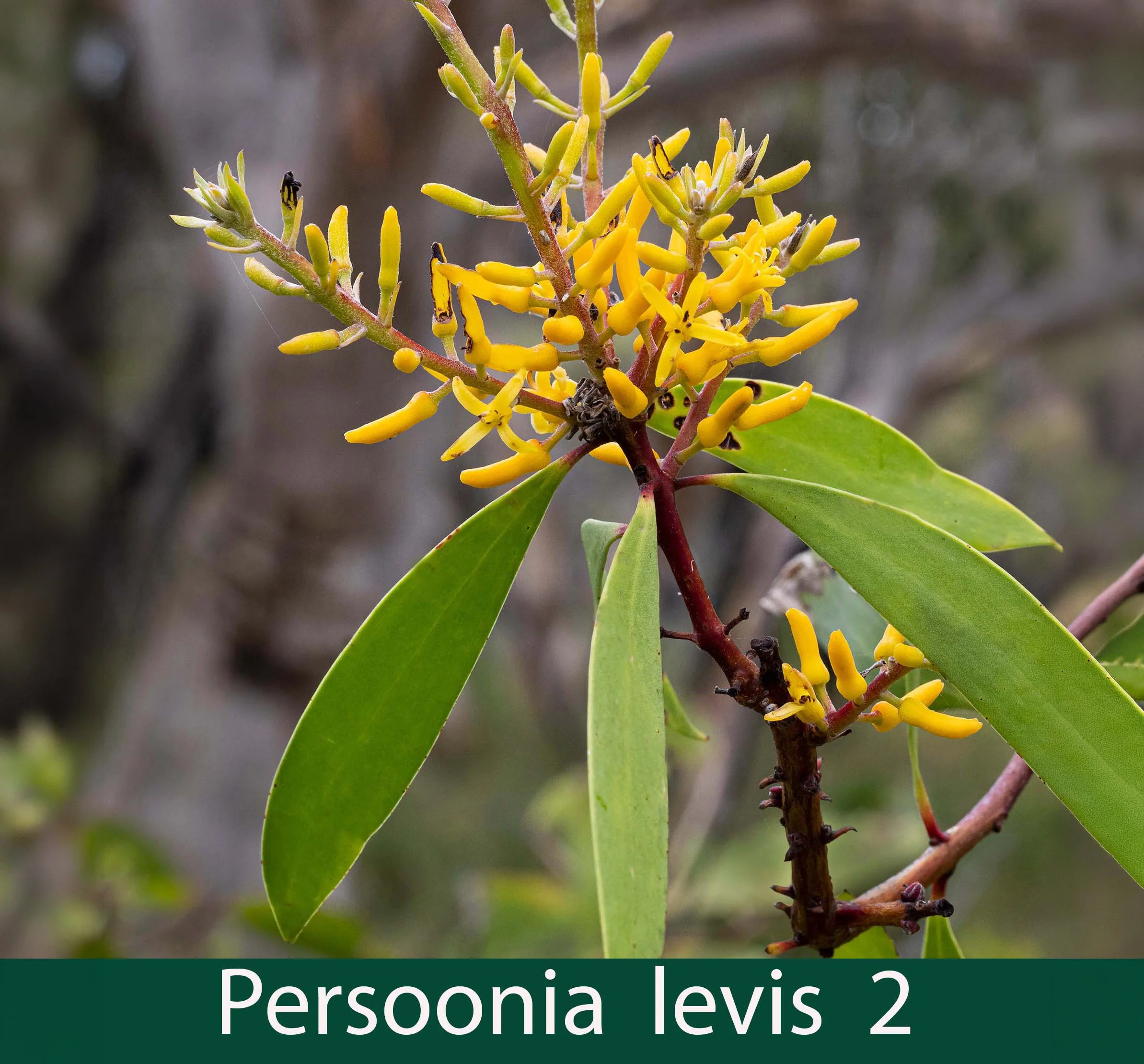 Persoonia levis 2_.jpg