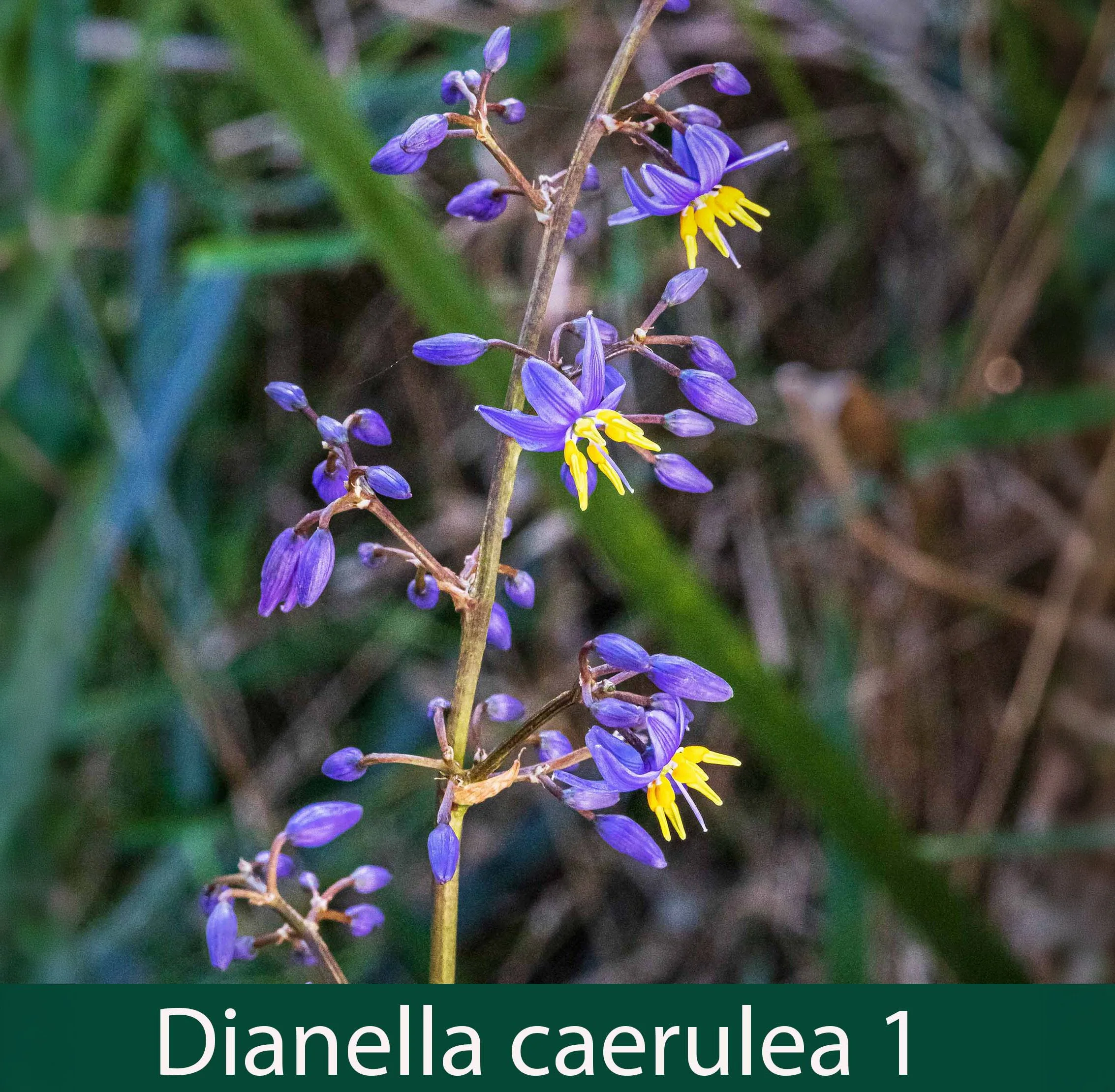 Dianella caerulea 1_.jpg