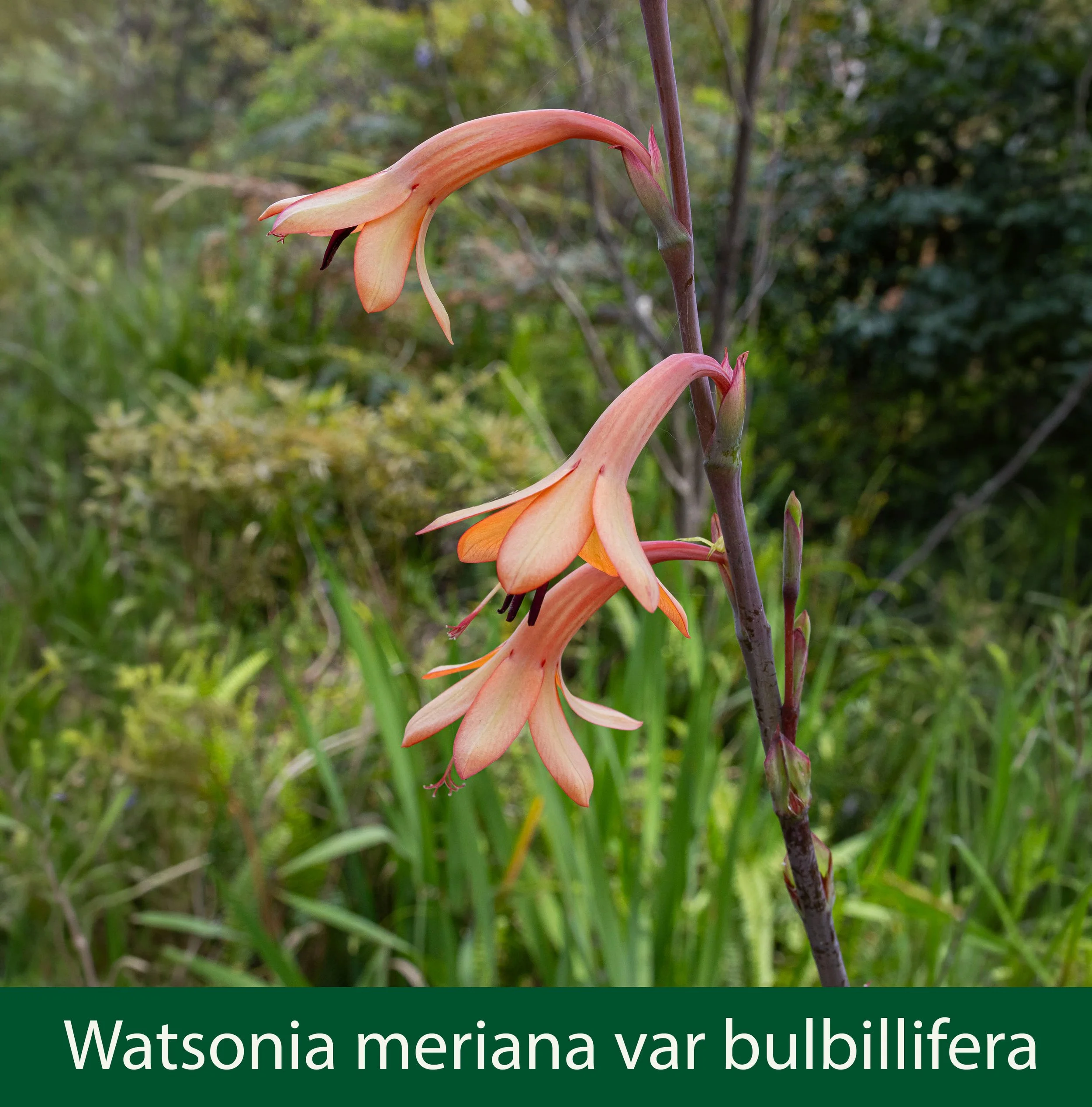 Watsonia meriana var bulbillifera -1- Bugle Lily-261A1772 copy.jpg