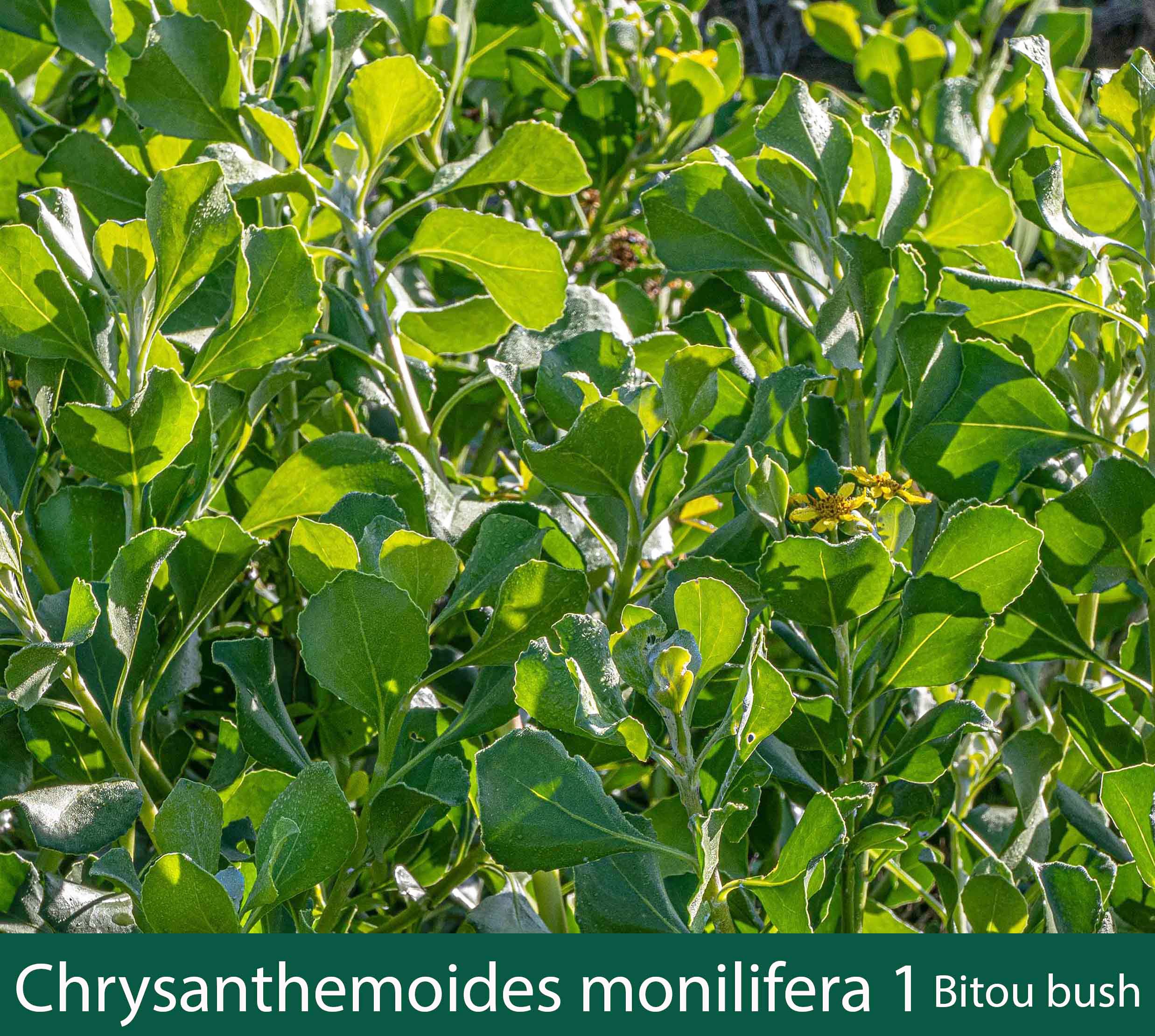 Chrysanthemoides monilifera 1 Bitou Bush.jpg