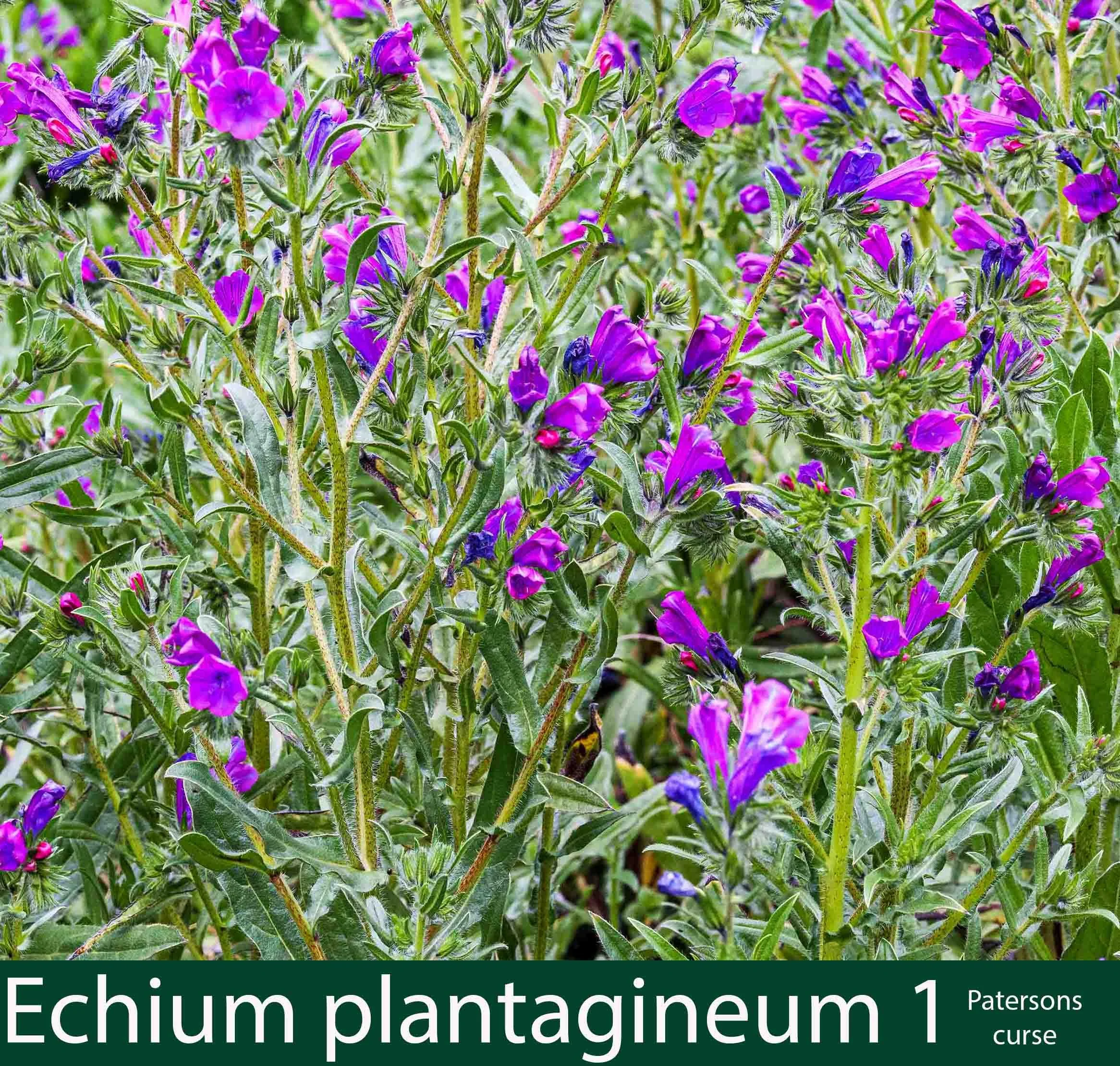 Echium plantagineum 1    Patersons curse.jpg