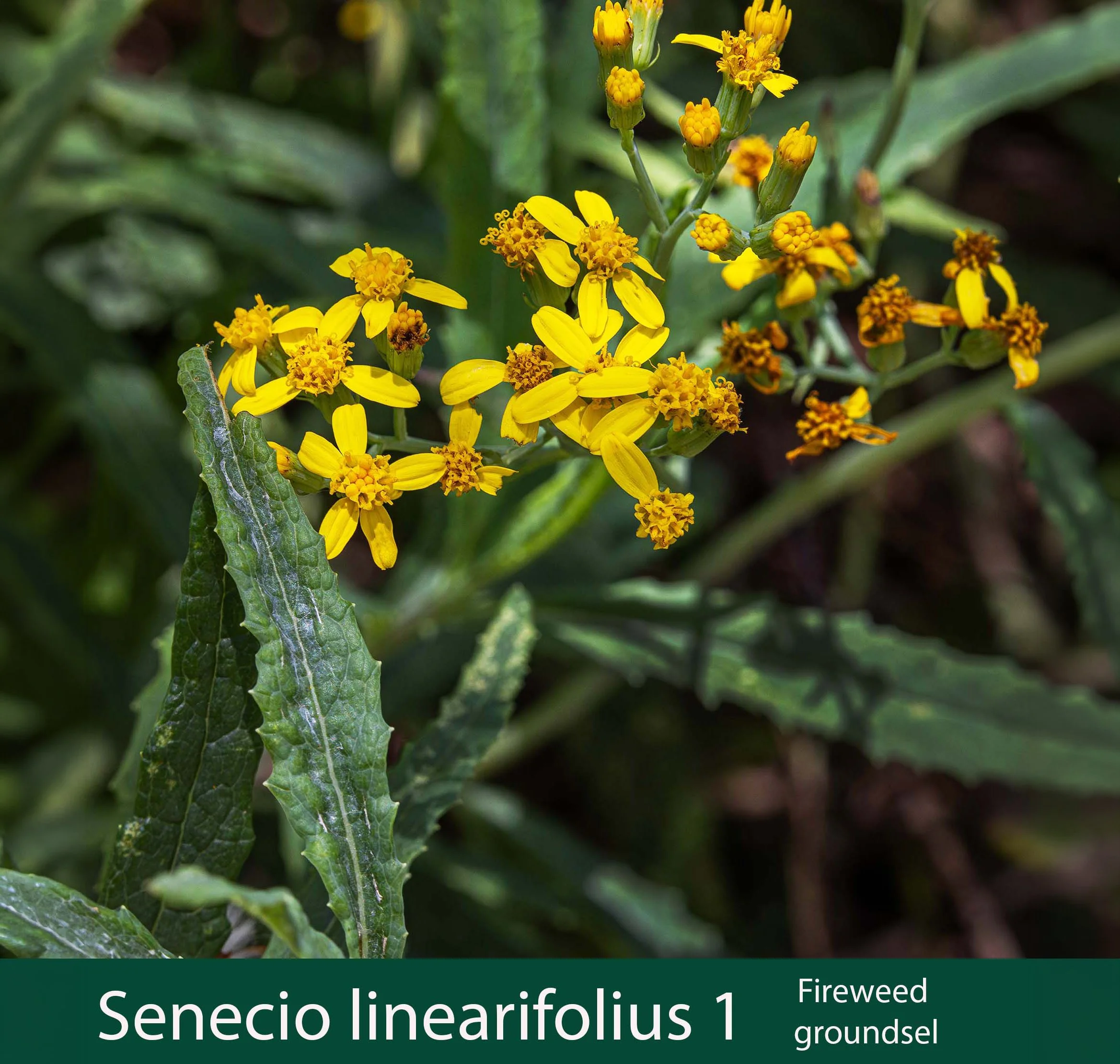 Senecio linearifolius 1  Fireweed  Groundsel_.jpg